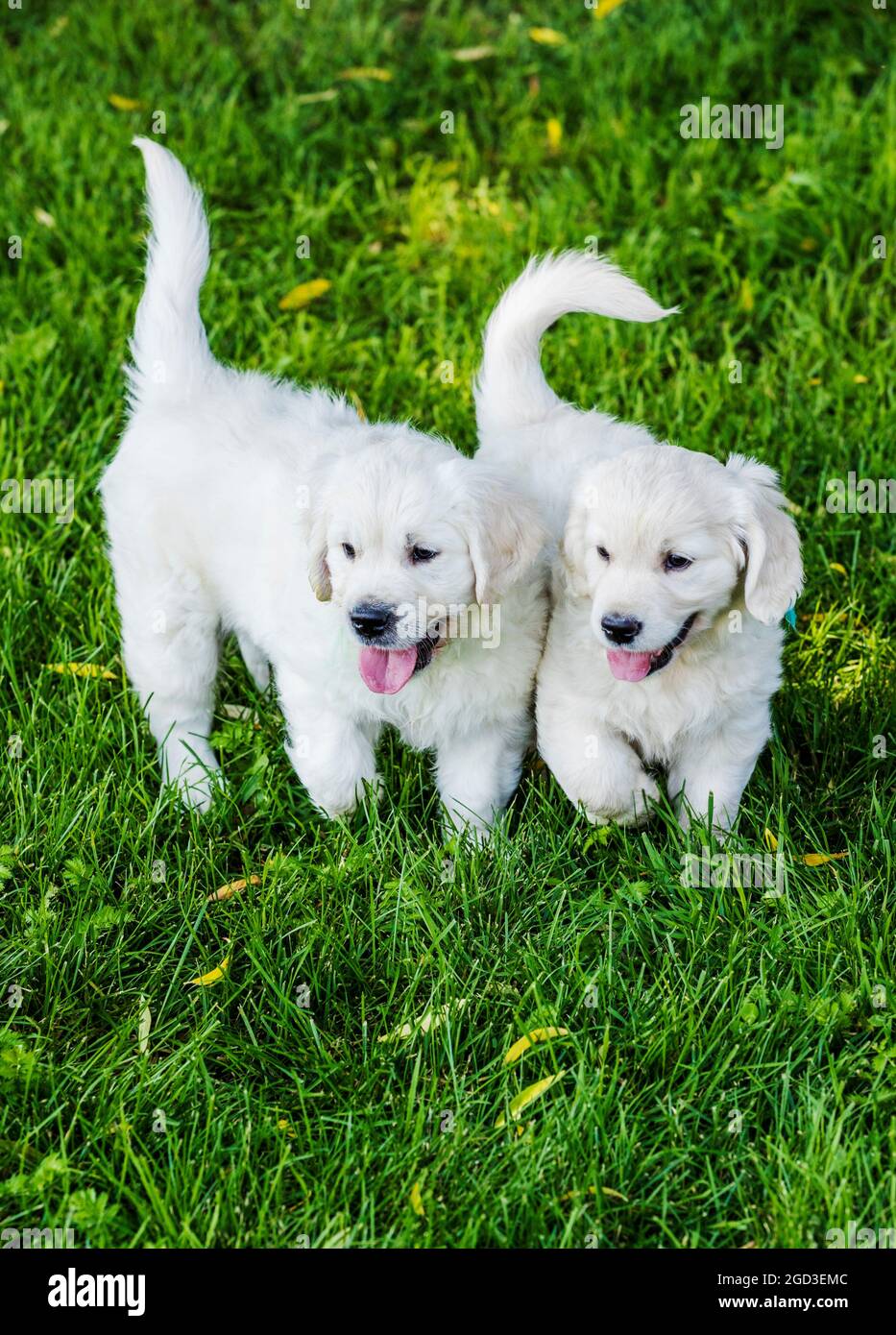 Platinum, oder Creme farbigen Golden Retriever Welpen auf Rasen Stockfoto