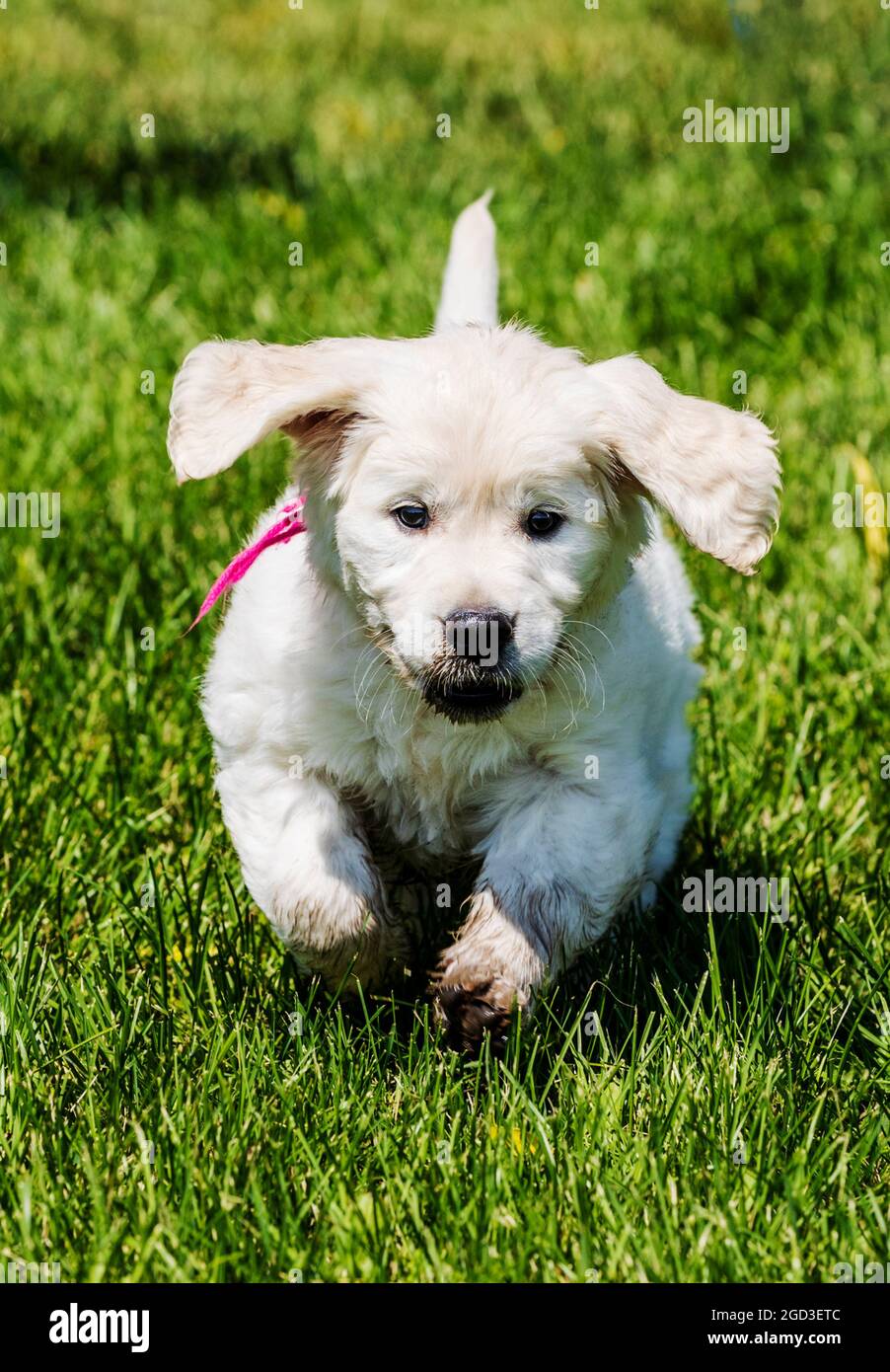Platinum, oder Creme farbigen Golden Retriever Welpen auf Rasen Stockfoto Platinum, oder Creme farbigen Golden Retriever Welpen auf Rasen Stockfoto
