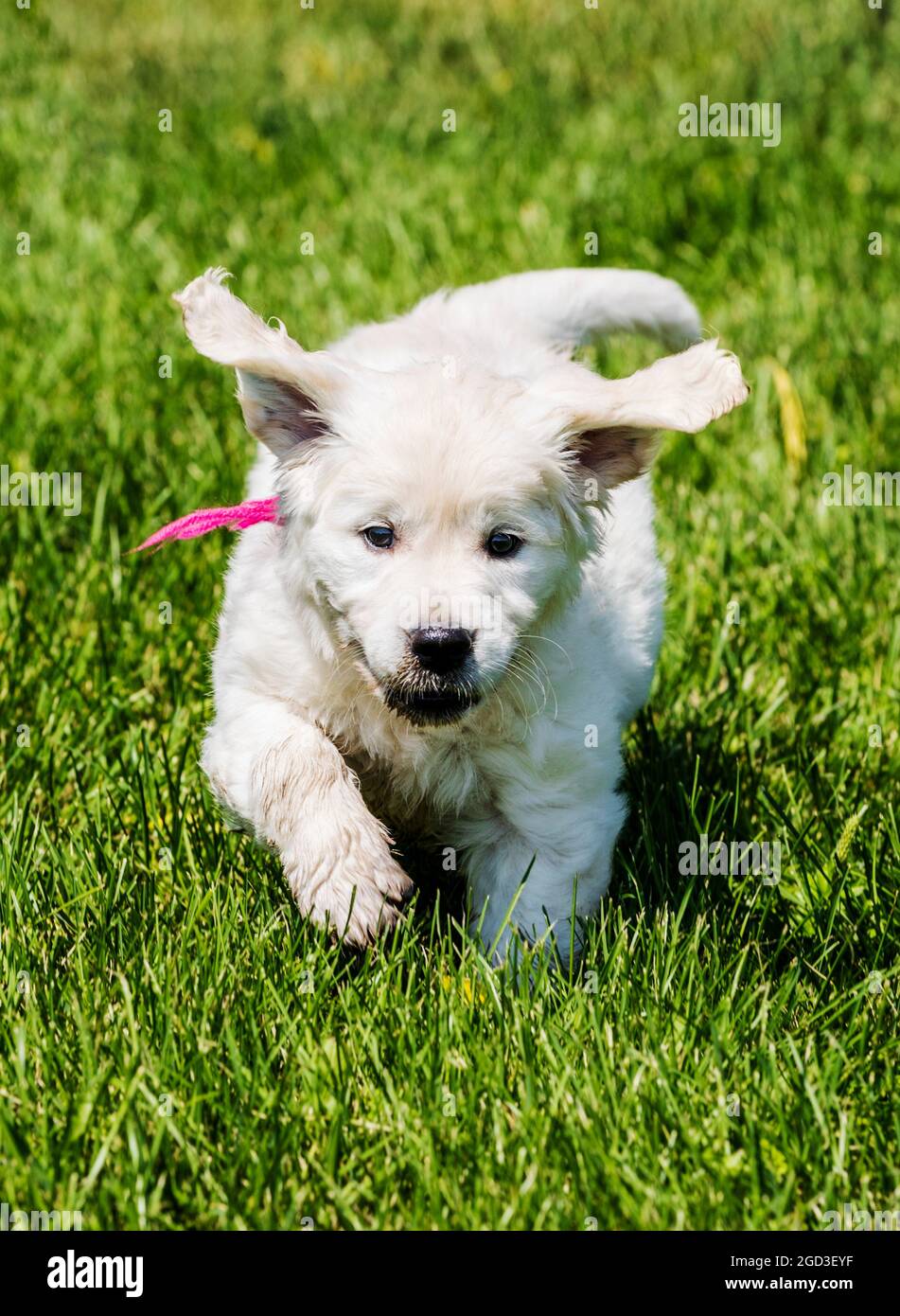 Platinum, oder Creme farbigen Golden Retriever Welpen auf Rasen Stockfoto Platinum, oder Creme farbigen Golden Retriever Welpen auf Rasen Stockfoto