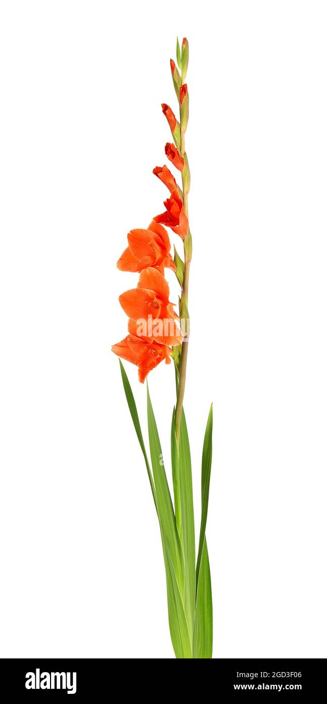 Orangefarbene Gladiolusblüten isoliert auf weißem Hintergrund. Wunderschöne Sommerblumen. Stockfoto