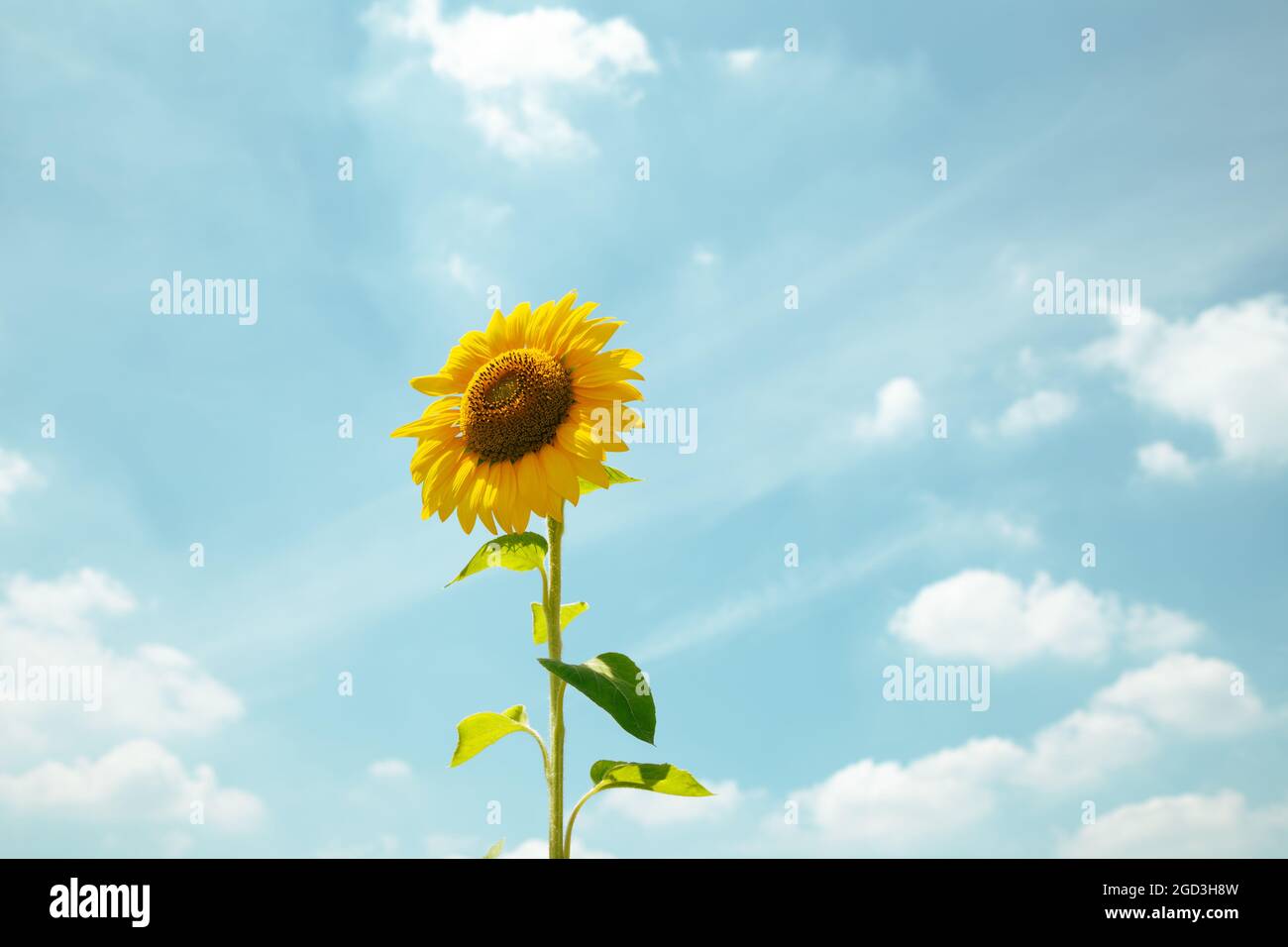 Gelbe Sonnenblume und blauer Himmel. Sommer Hintergrund Stockfoto