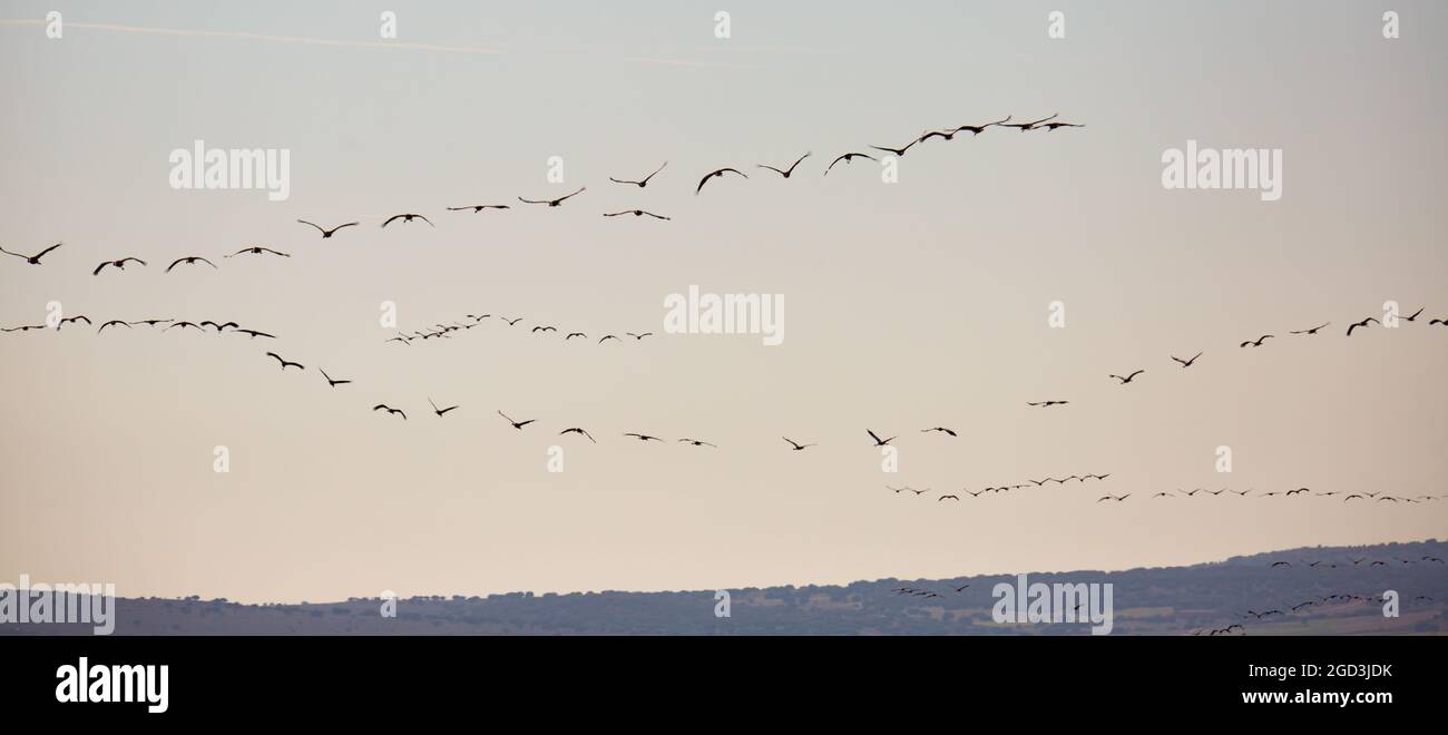 Kraniche Vögel fliegen in der Gruppe in der Nähe von Feldern in Gallocanta Stockfoto