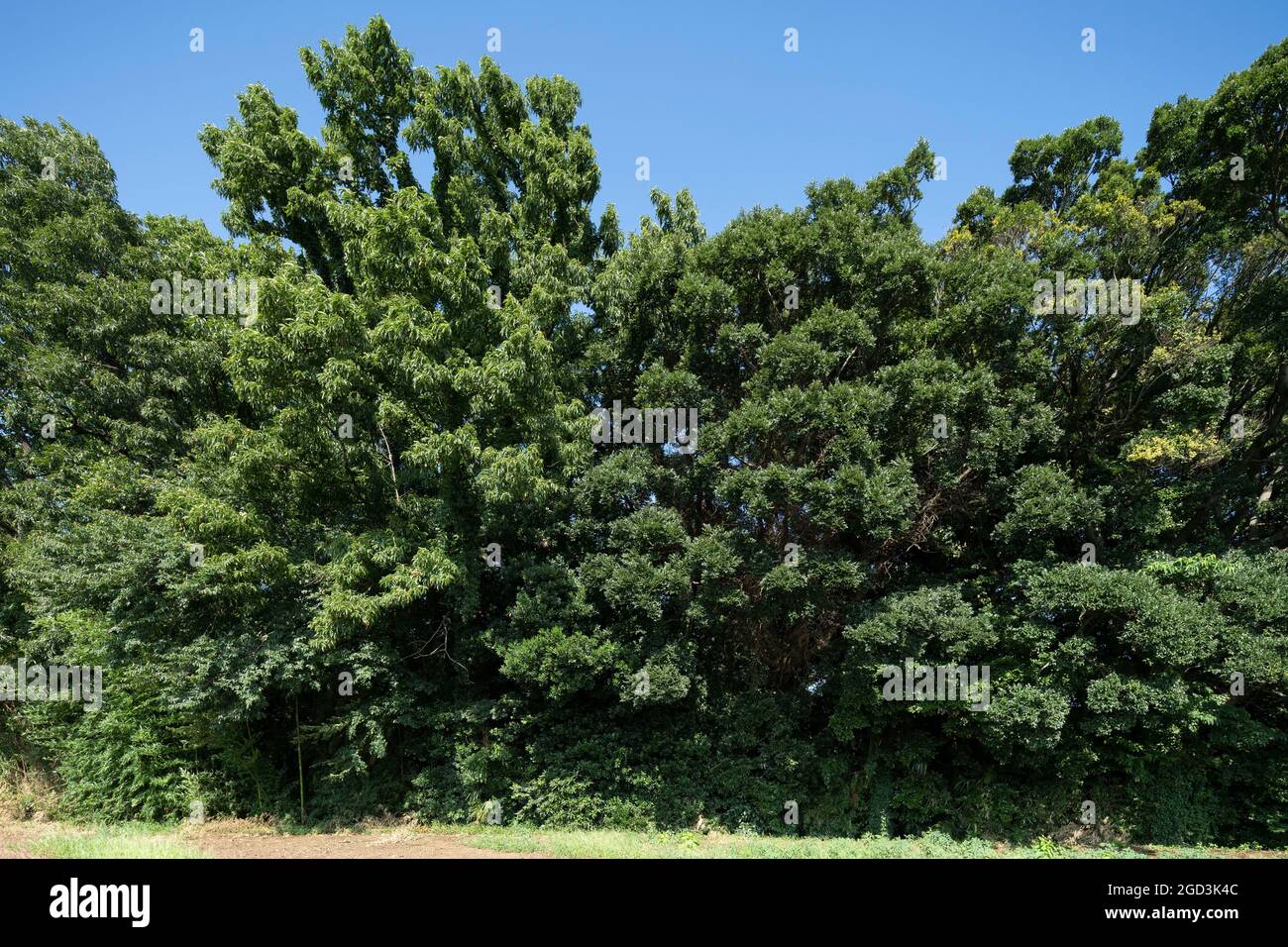 Sommer tiefgrüne Blätter, Stadt Isehara, Präfektur Kanagawa, Japan Stockfoto