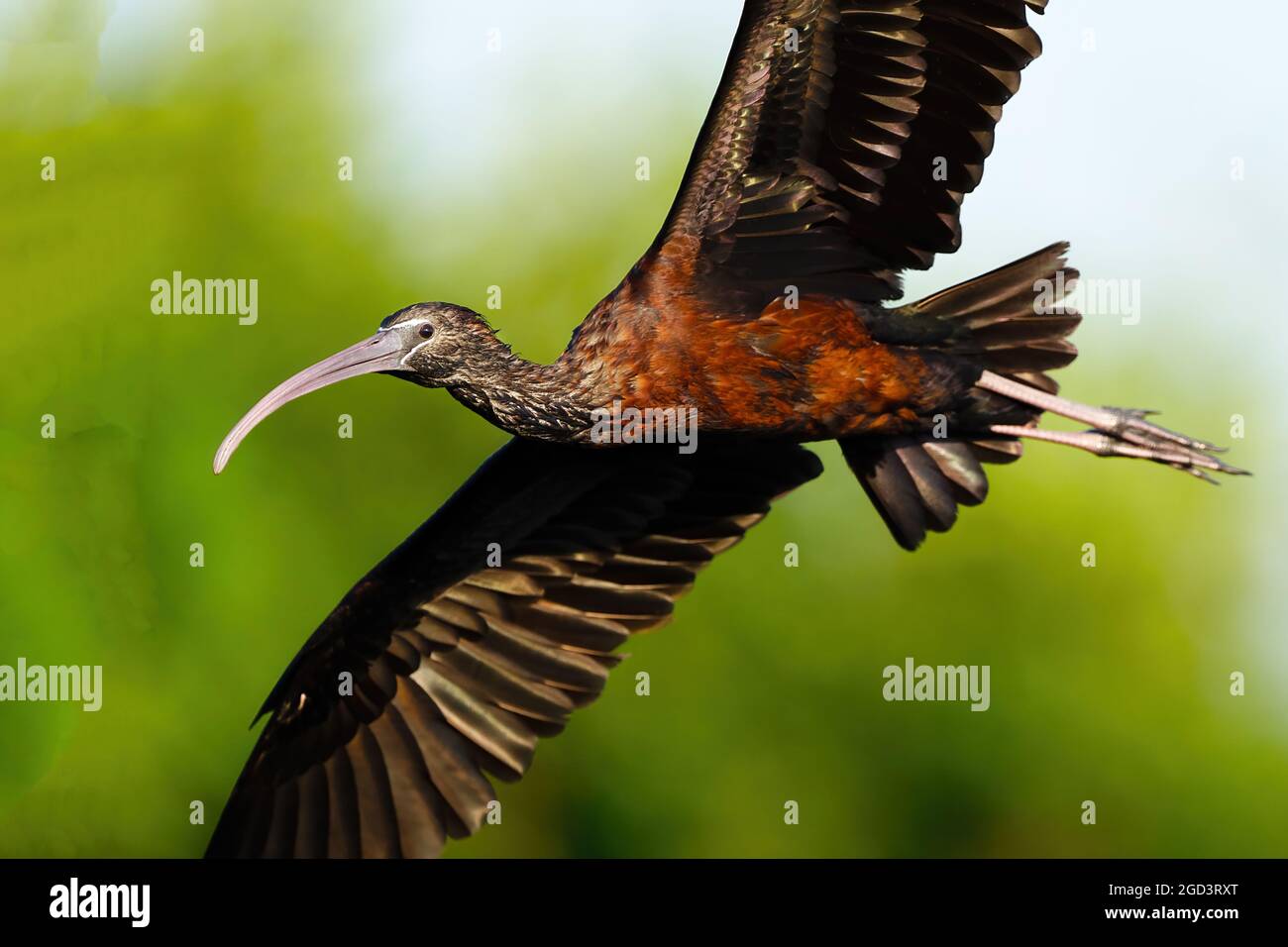Hochglanz-Ibis im Flug – Nahaufnahme Stockfoto