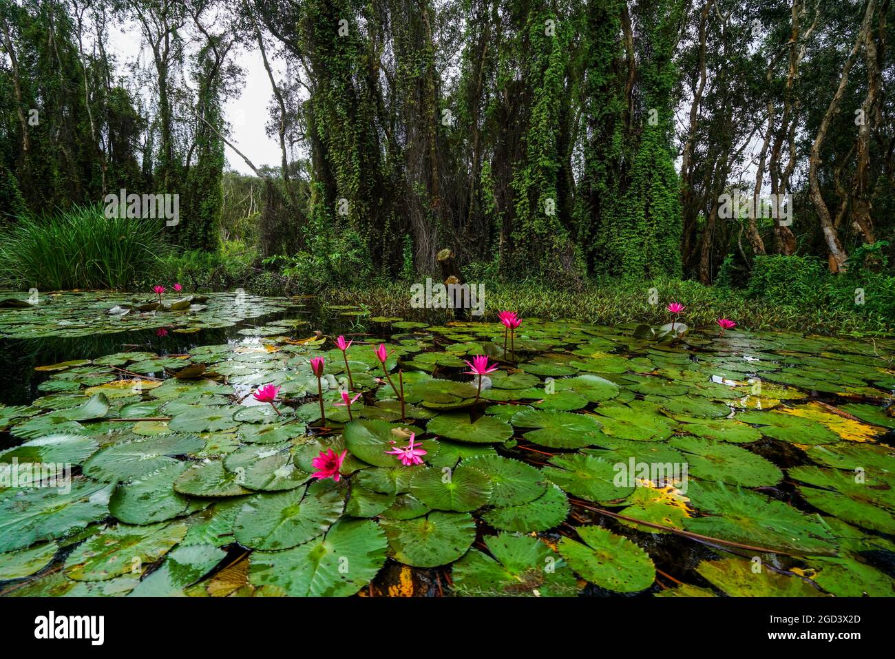 Schöne Lotusblüte blühen in See lang eine Provinz Südvietnam Stockfoto