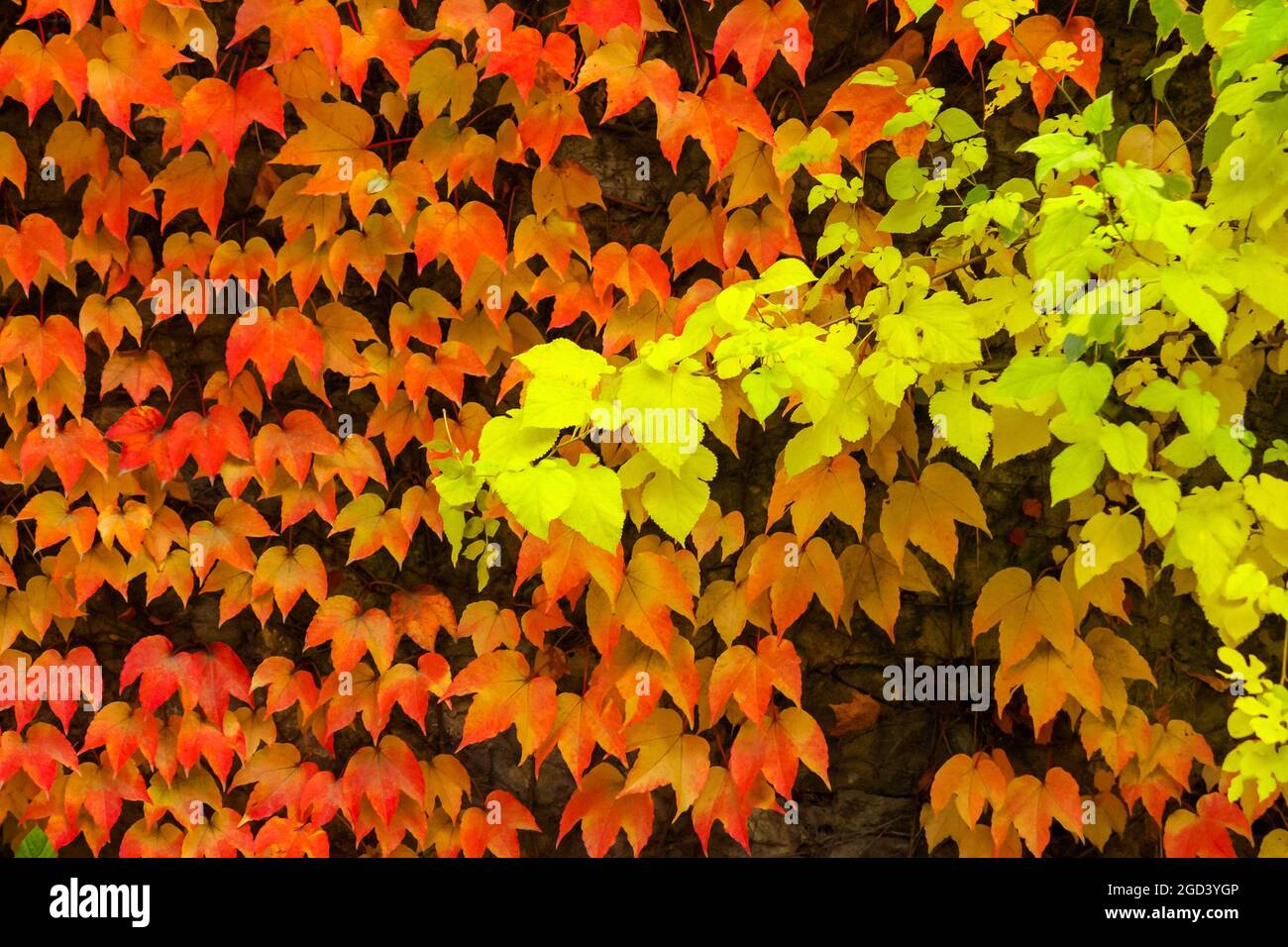 Herbstlicher Hintergrund mit buntem Laub von Efeu-Pflanze an der  Steinmauer. Saisonale Schönheit in der Natur Stockfotografie - Alamy