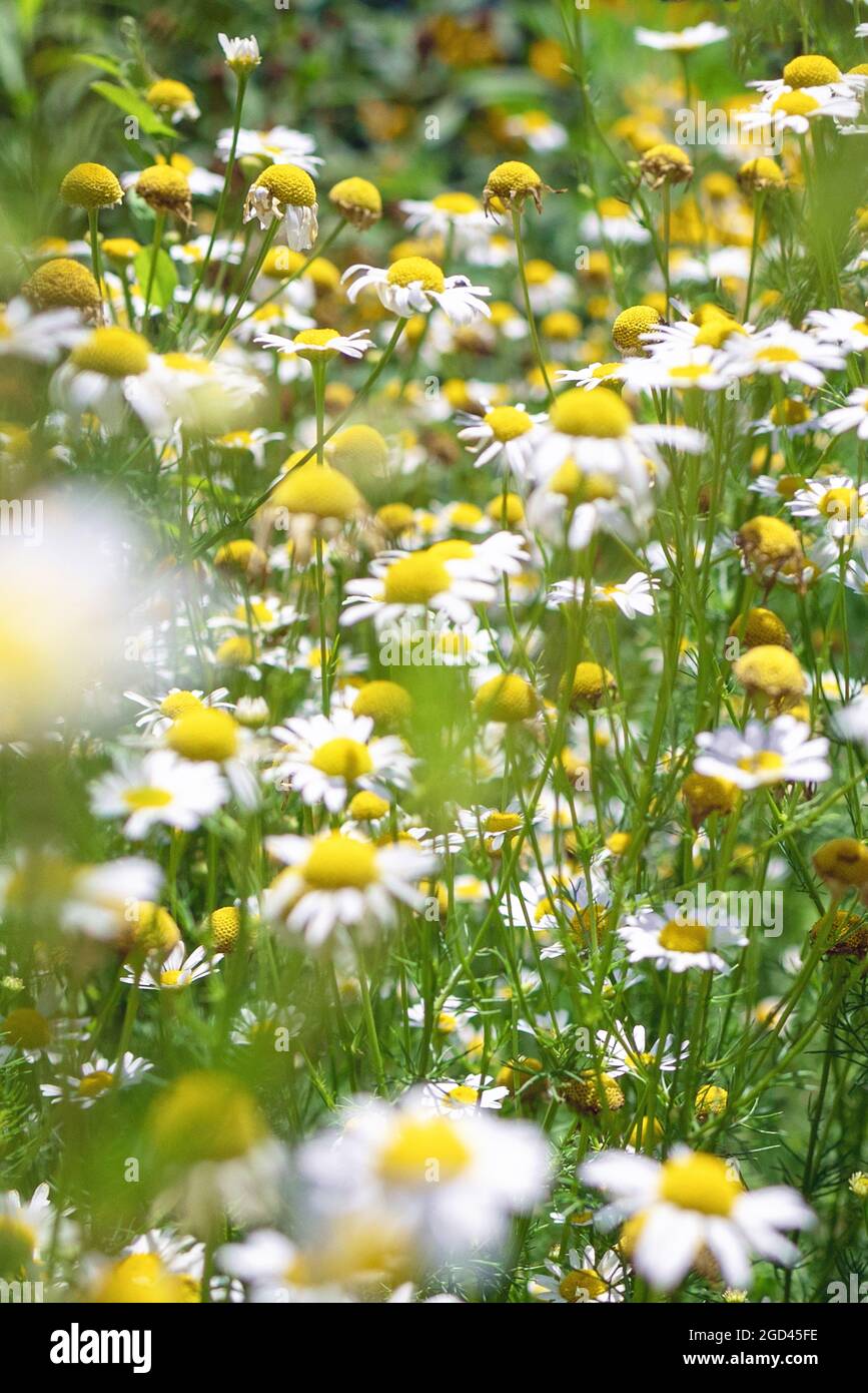 Medizinisches feld für römische Kamillenblüten Stockfoto