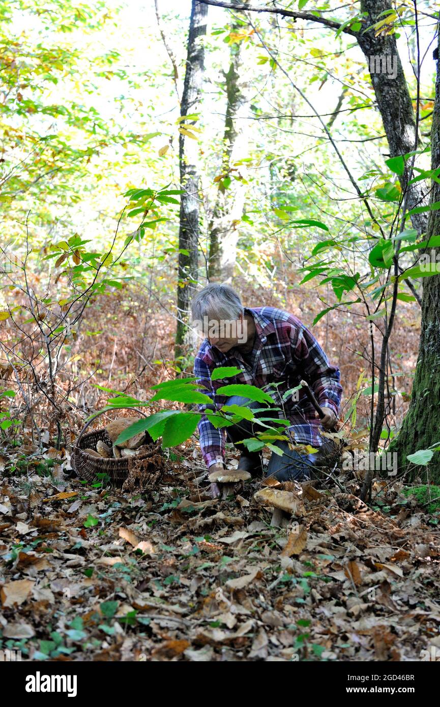 FRANKREICH, DORDOGNE (24) PERIGORD VERT (GRÜNES PERIGORD), PILZSAMMELN, BOLETUS EDULIS, ALLGEMEIN BEKANNT ALS DIE STEINPILZE ODER CEPE DE BORDEAUX Stockfoto