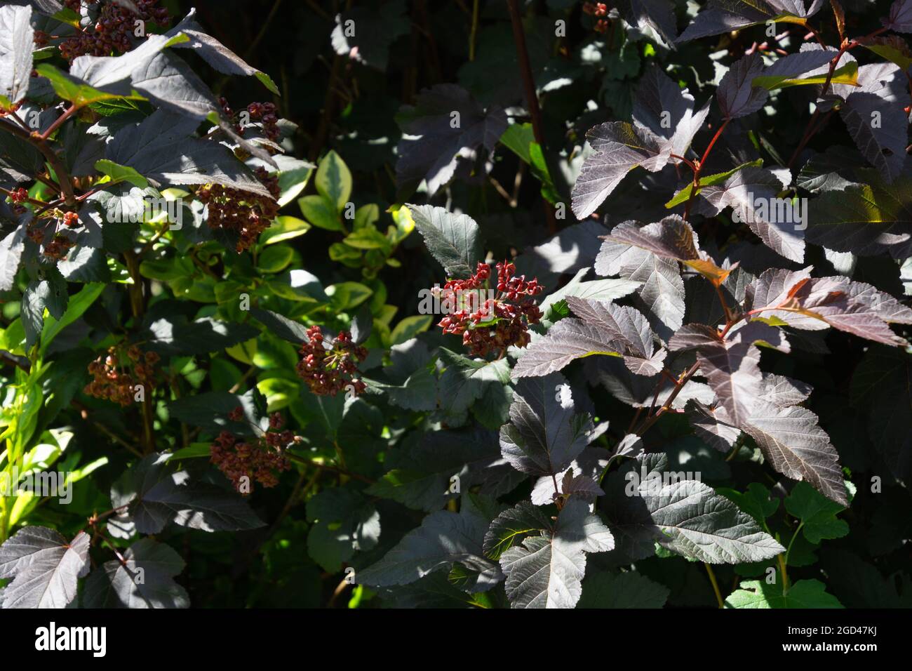 physocarpus opulifolius Dame im roten Strauch mit vielen reifen roten Früchten Stockfoto