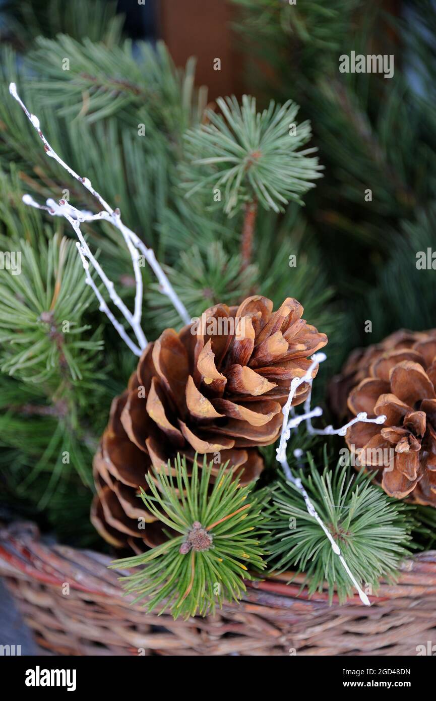 FRANKREICH, HAUTE-SAVOIE (74) REGION CHABLAIS, SKIGEBIET PORTES DU SOLEIL, DORF UND SKIGEBIET MORZINE, WEIHNACHTSDEKORATION Stockfoto