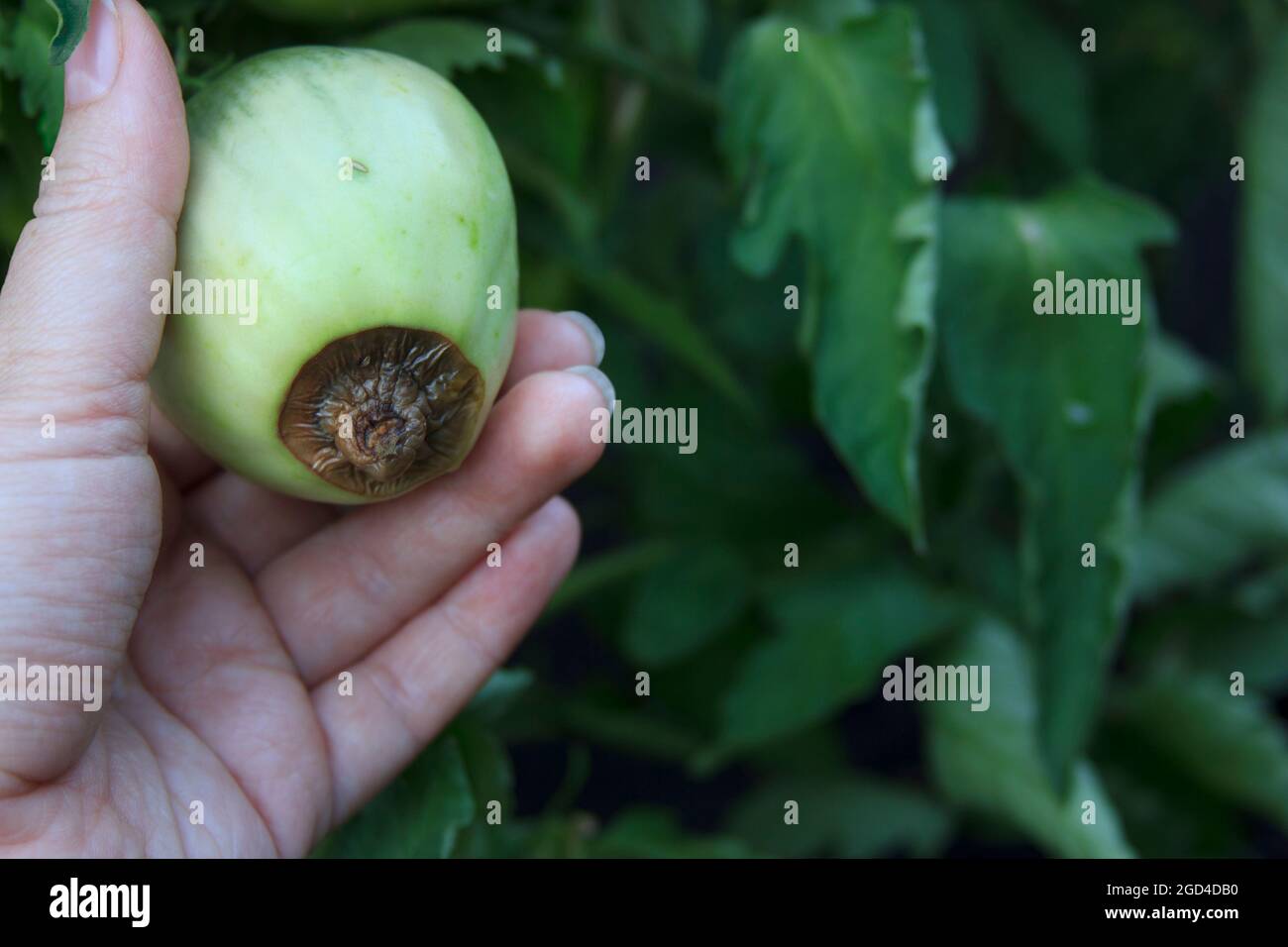 Tomaten und Krankheiten. Blütenendfäule. Unreife grüne beschädigte Tomate in der Hand der Frau. Nahaufnahme. Verschwommener landwirtschaftlicher Hintergrund. Low-Taste Stockfoto