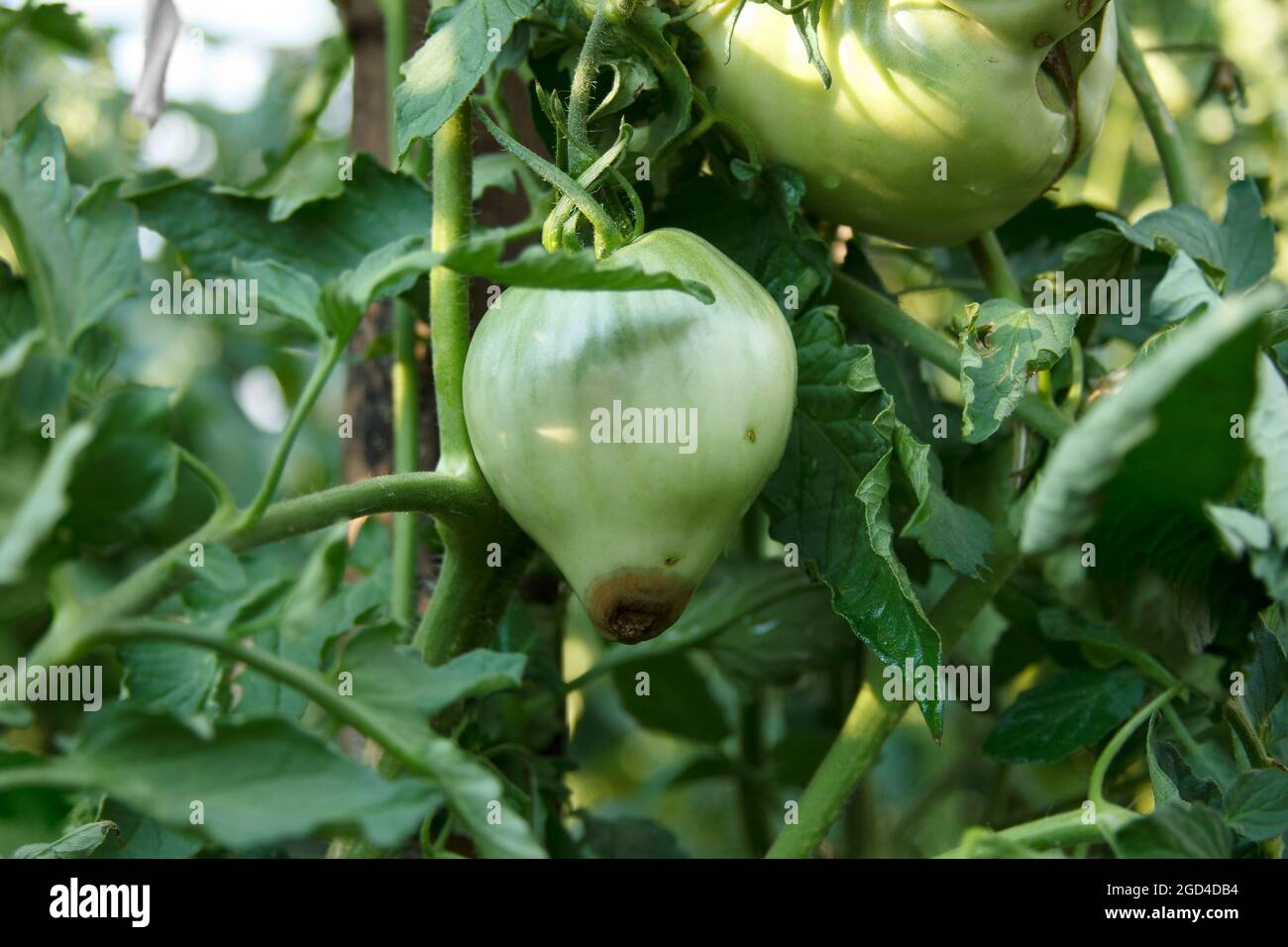 Blütenendfäule. Beschädigte Früchte auf dem Busch. Krankheit von Tomaten. Die grüne Tomate aus der Nähe. Ernteprobleme Stockfoto