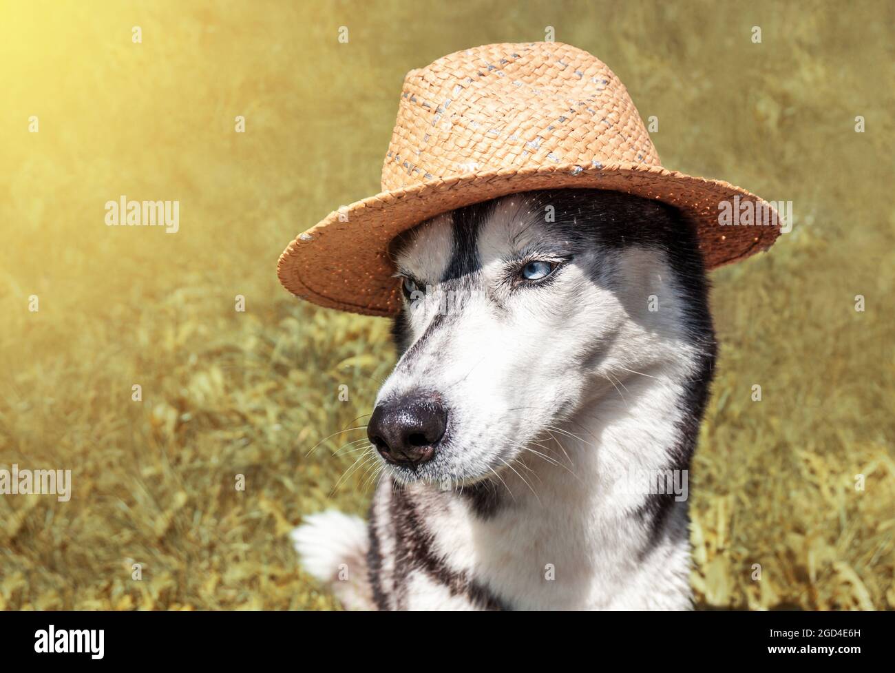 Sibirischer Husky mit blauen Augen in einem Strohhut auf dem Feld. Porträt eines niedlichen jungen Bauernhundes auf dem Land. Erntezeit, Besetzungskonzept Stockfoto