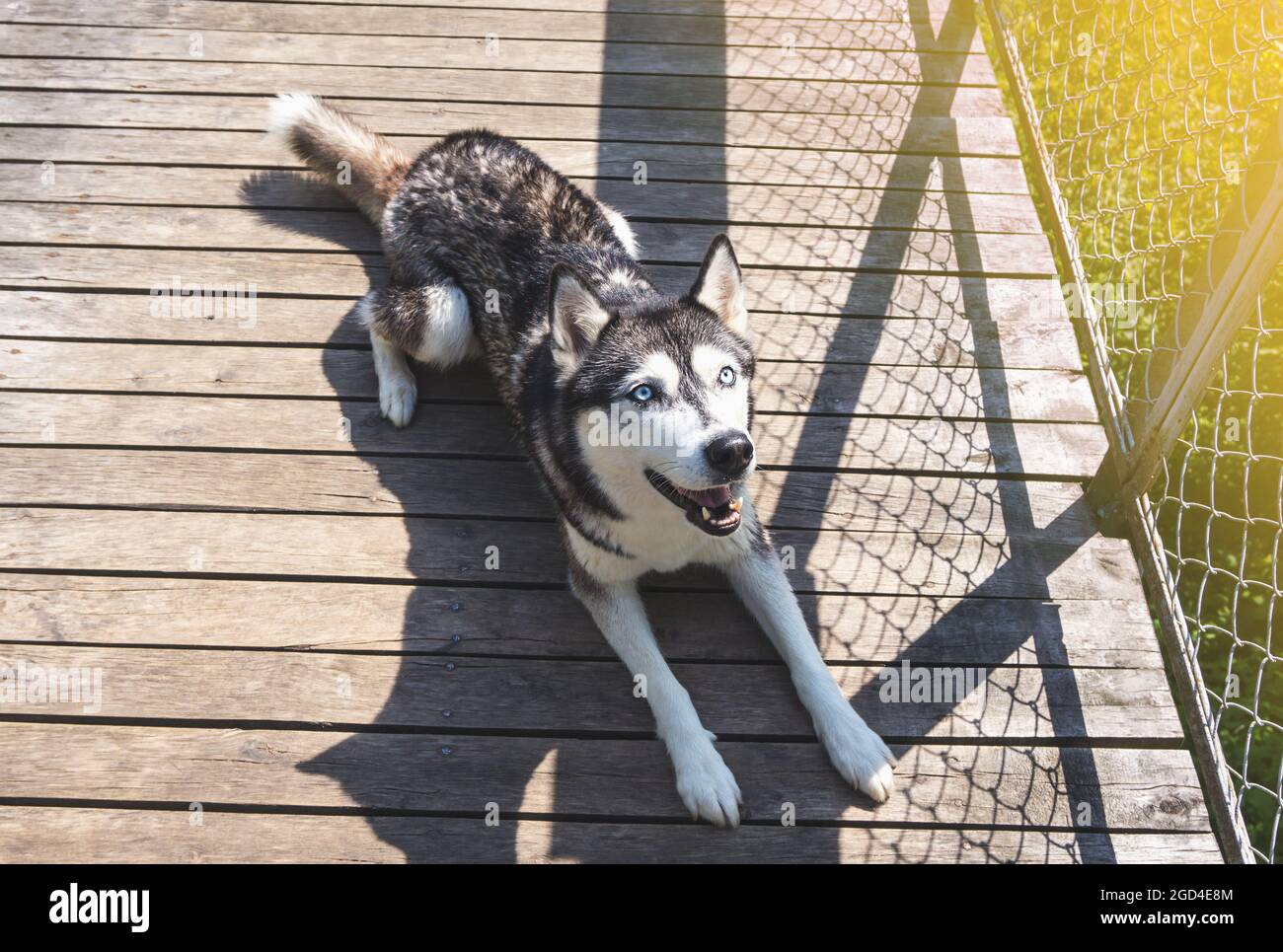 Sibirischer Husky liegt auf einer Holzfläche im Freien und schaut nach oben. Gesunder, glücklicher Erwachsener Hund mit blauen Augen Stockfoto