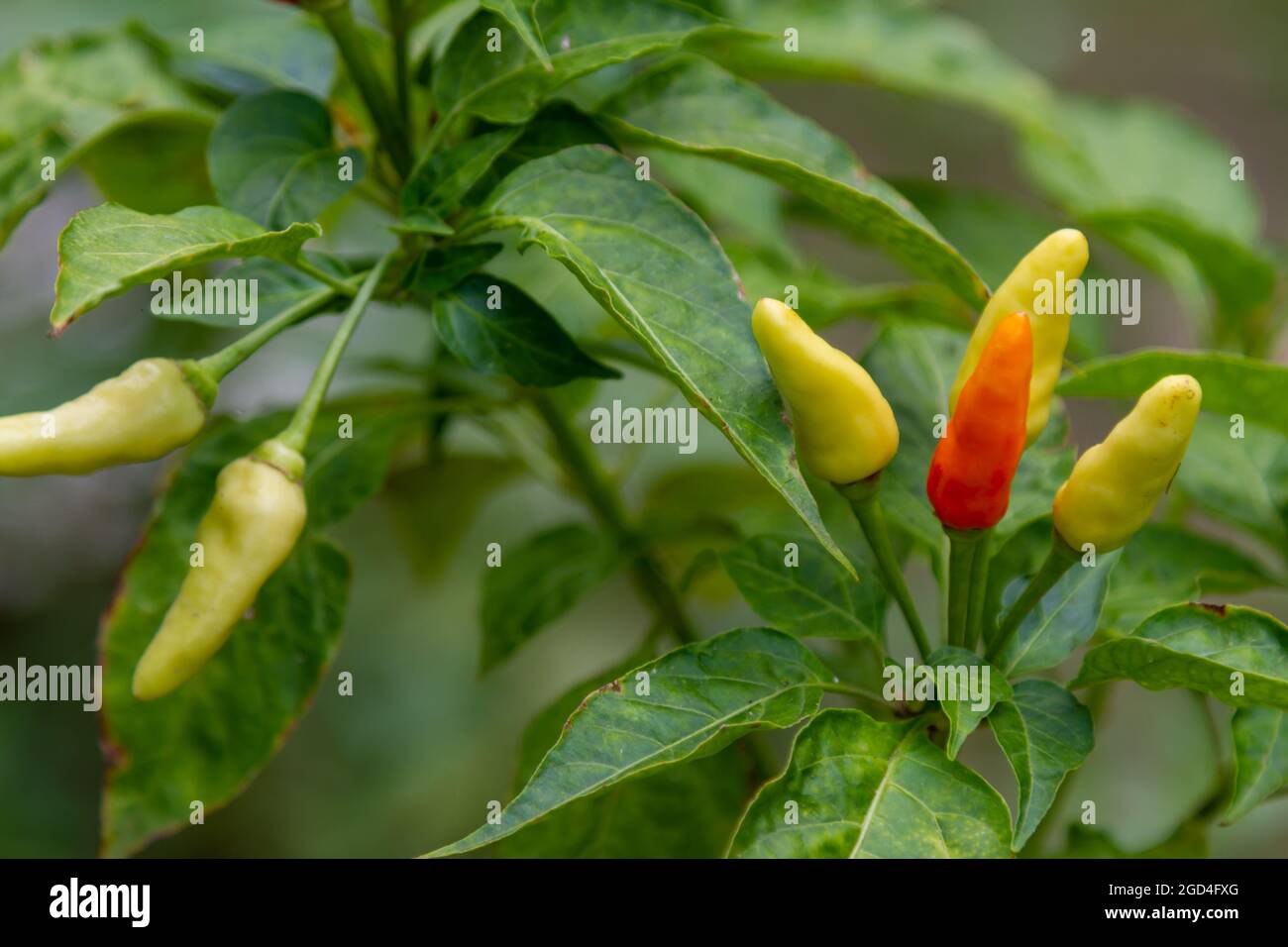 Chiliplanzen, die Früchte tragen, sind ziemlich alt, ihre Farbe beginnt sich rötlich zu färben, die jungen Früchte sind grünlich-gelb und werden zum Kochen von Spikes verwendet Stockfoto