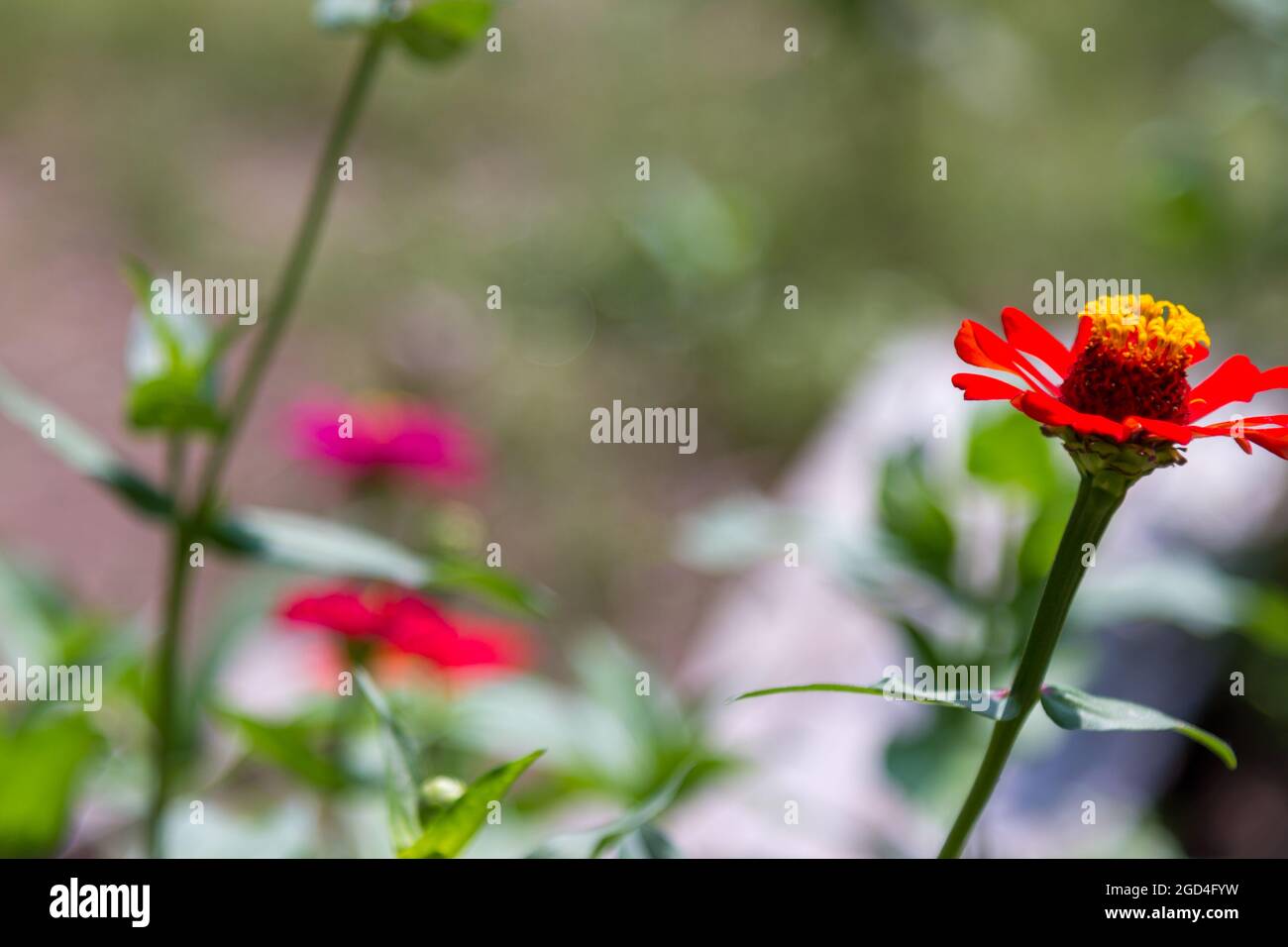 Papierblumen mit der Art von Zinnia Ellegants oder Zinnia violacea blühen mit schönen Farben Stockfoto