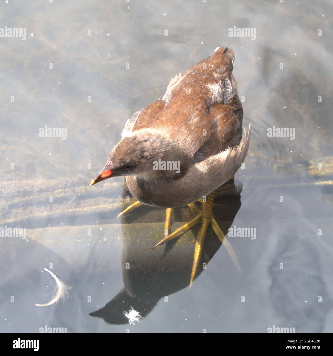 Junge Moorhen, nachdem sie die Eltern in den flachen Gewässern eines städtischen Sees in cheshire gelassen hatten Stockfoto