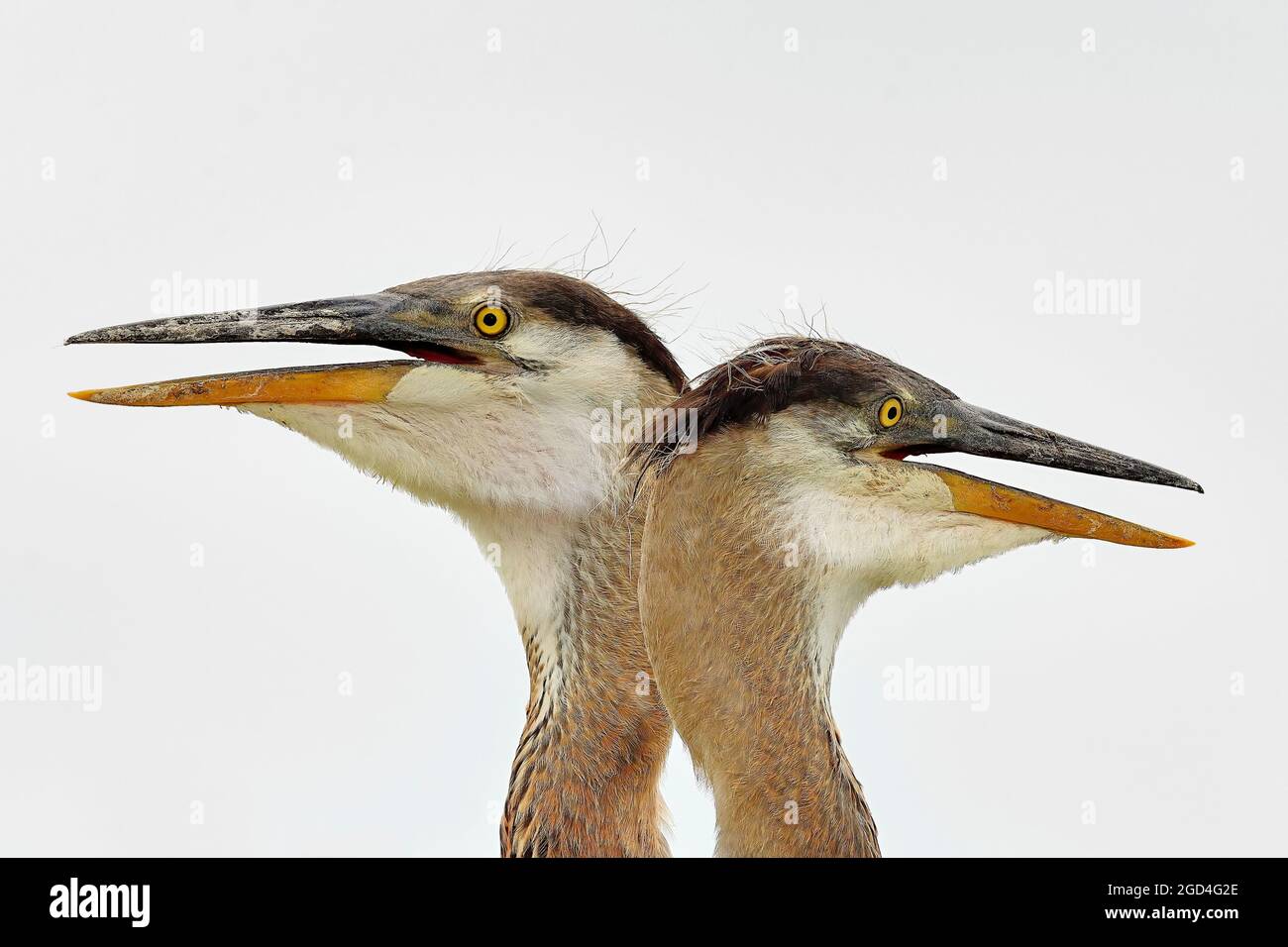 Große, blaue Reiher-Geschwister, die vom Nest aus herumschauen Stockfoto