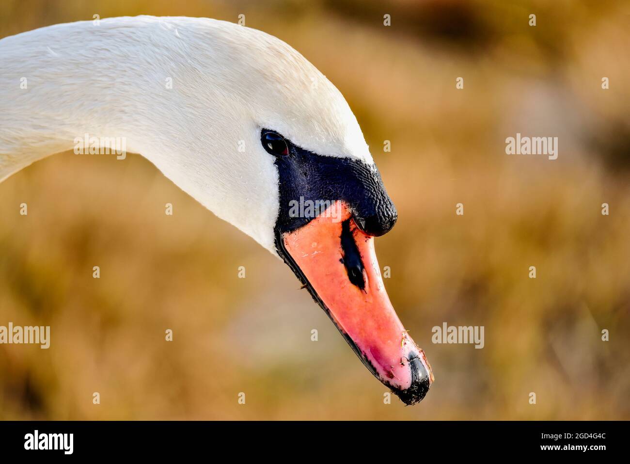 „etwas neugierig.“ Stockfoto