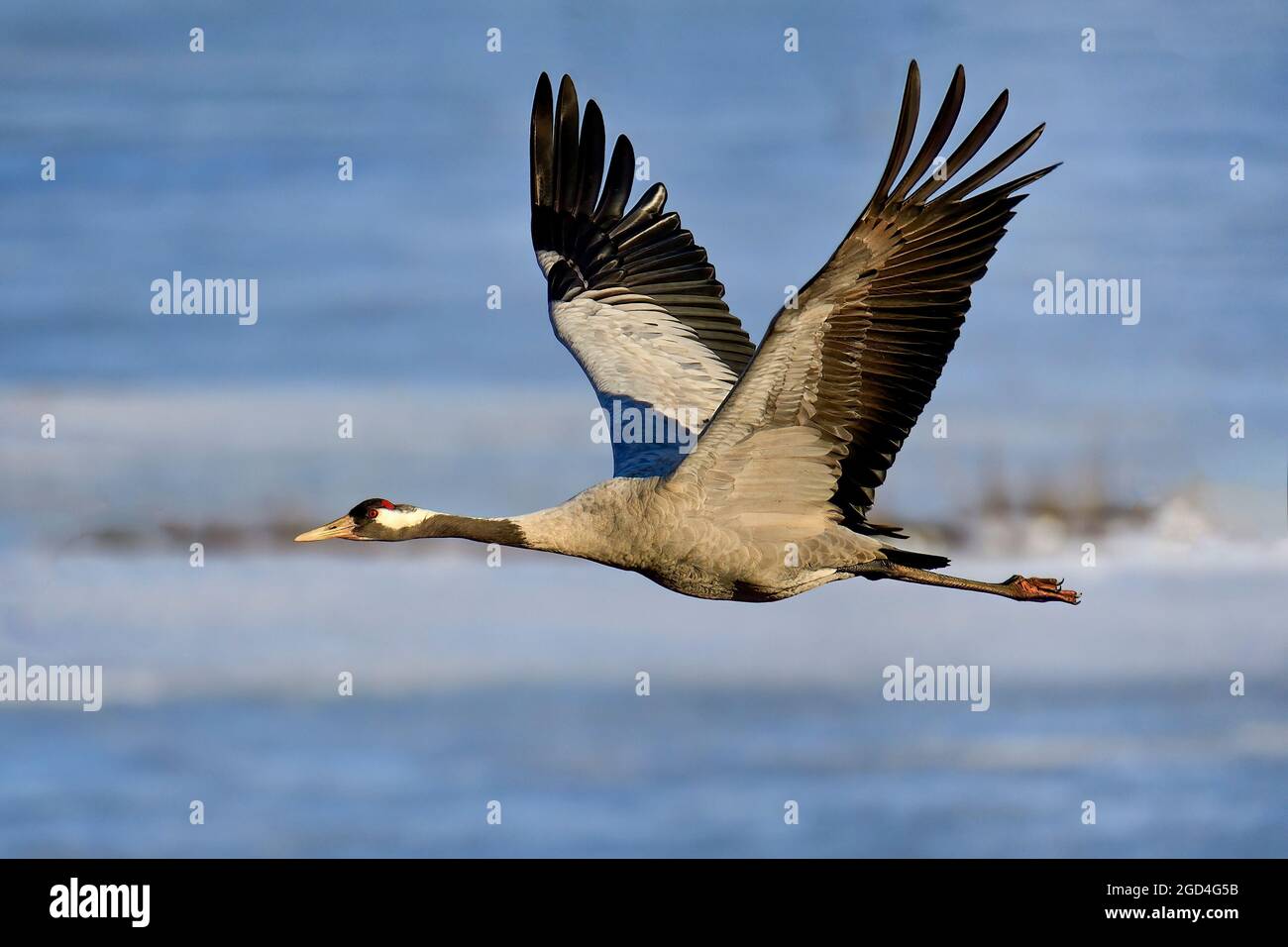 Eurasische Kranich Stockfoto