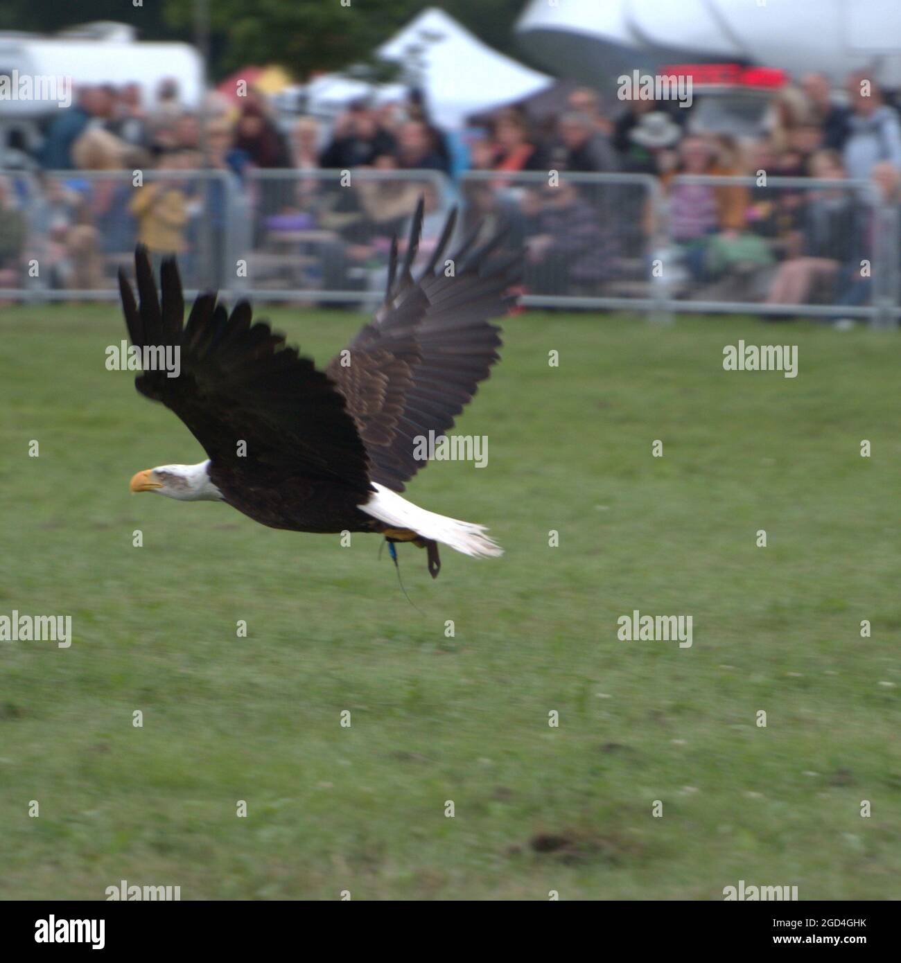 Amerikanischer Weißkopfseeadler im Flug auf der Royal-Kiches-Show 2021 Stockfoto