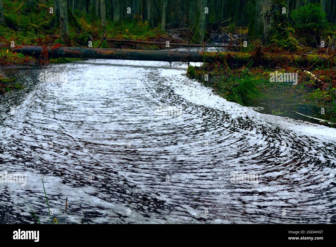 Waldwunder. Der ruhige Waldbach ist mit einem gerippten Kreuzmuster aus Schaum bedeckt, Wasserstraße wie eine weiße Straße. Northland Urwald, Bosom Stockfoto