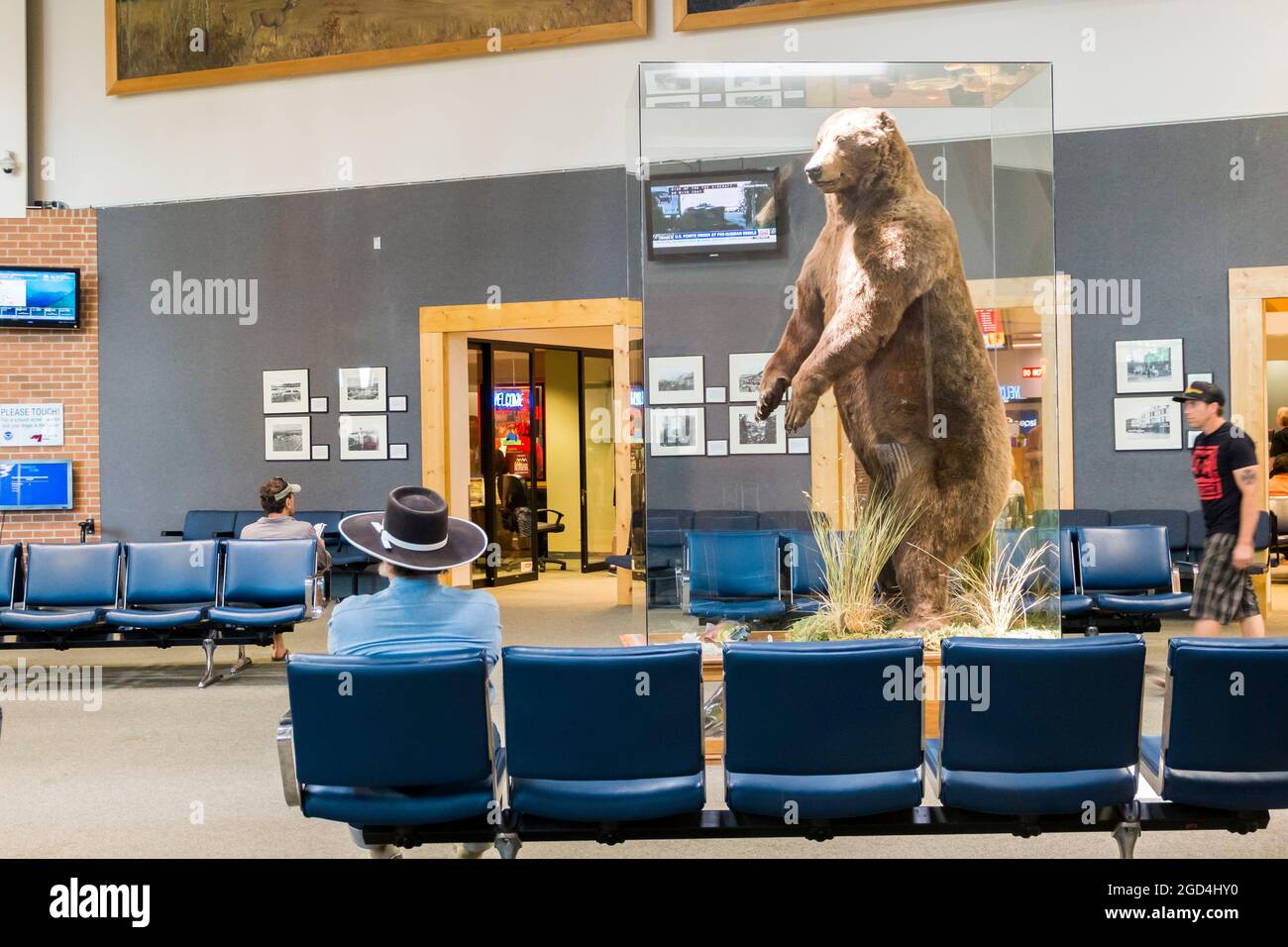 Ein großer, brauner gefüllter, präparierarger Grizzlybär in einem klaren Fall in einem Wartebereich am Flughafen Missoula in Montana. Stockfoto