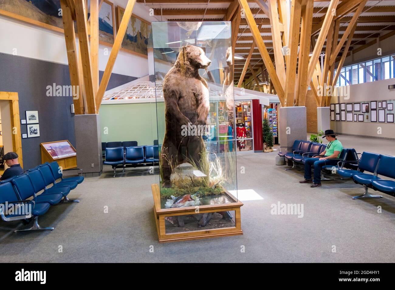 Ein großer, brauner gefüllter, präparierarger Grizzlybär in einem klaren Fall in einem Wartebereich am Flughafen Missoula in Montana. Stockfoto
