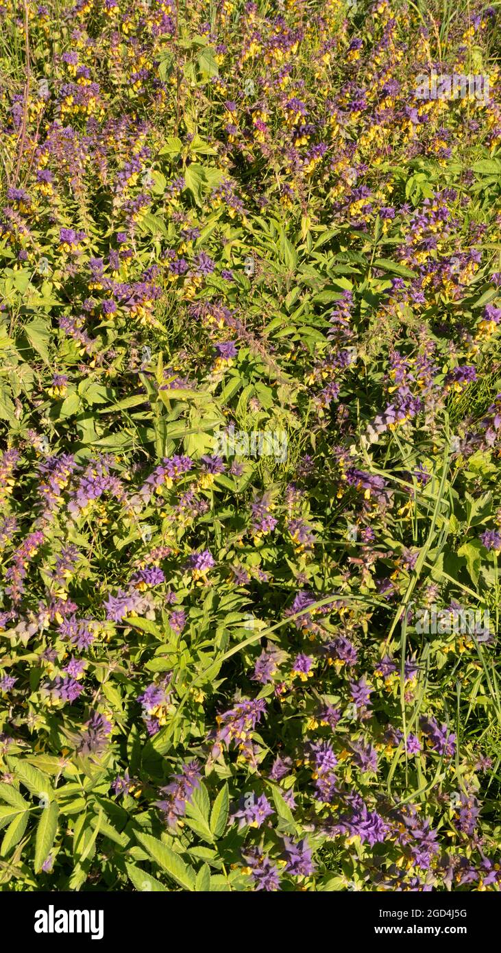 Durchgehender Teppich aus zweifarbigen Wiesenblumen aus blauem Kuhweizen  (Melampyrum nemorosum) im Hochsommer am Waldrand. Osteuropäische Wiesen. B  Stockfotografie - Alamy