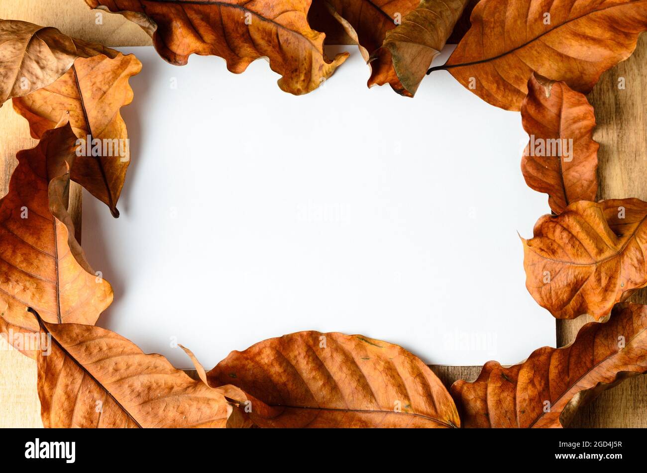 Modell. Ein weißes Blatt Papier auf einer hölzernen Oberfläche, umgeben von Herbstblättern und weißen Steinen. Selektiver Fokus. Stockfoto