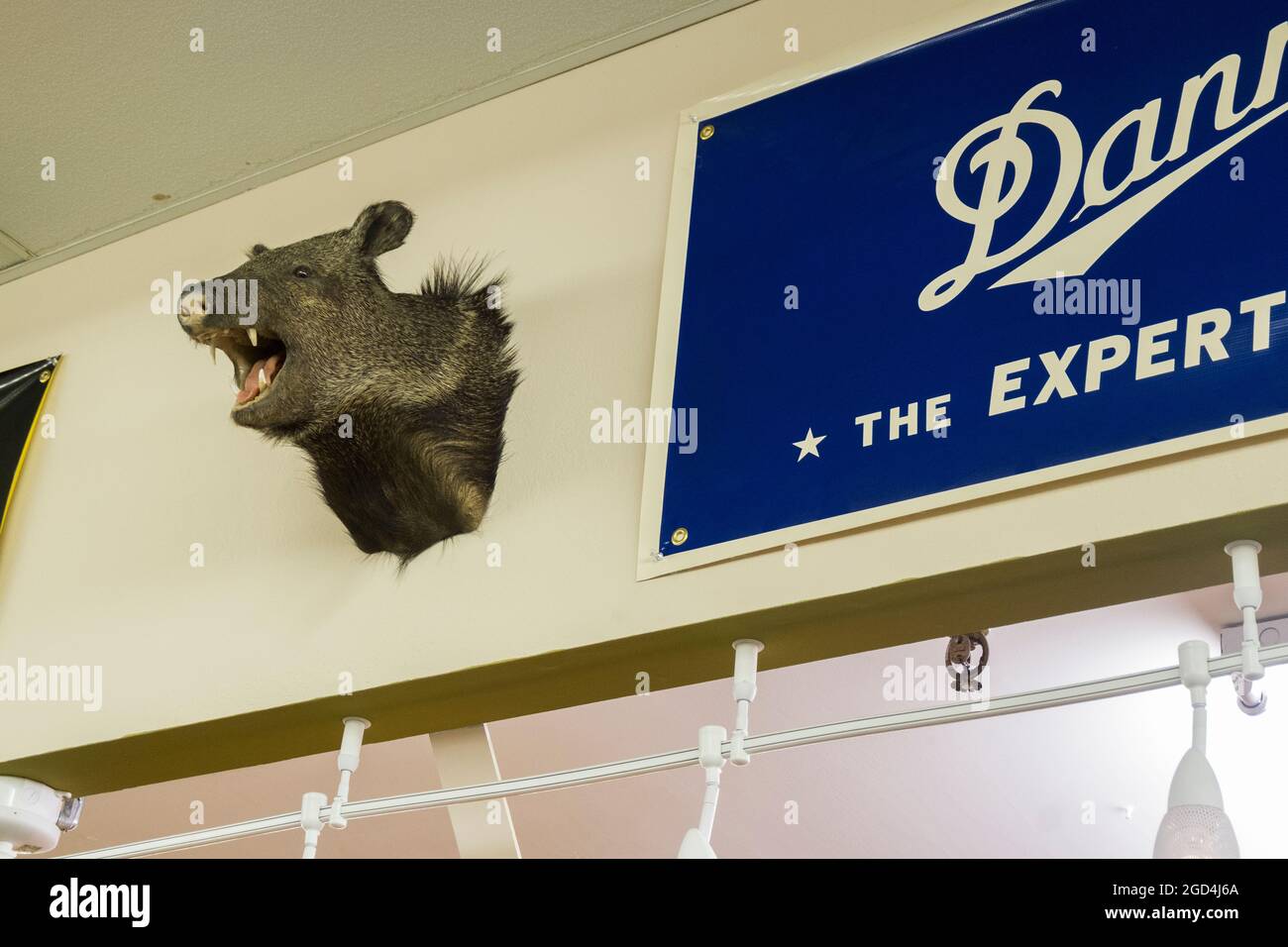 In einem Sportartikelgeschäft in Fairbanks, Alaska, hängt der ausgestopfte, tote, taxiermontierte Kopf eines Wildschweins. Stockfoto