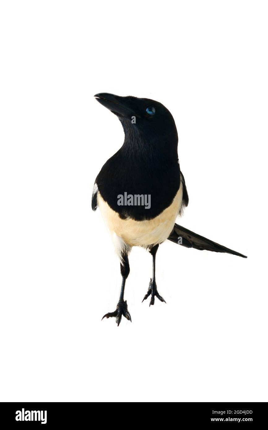 Europäische Elster (Pica pica) ist weit verbreitet. Überall hat es einen umfangreichen kulturellen Hintergrund: Diebische Elster, gesprächige Frau, Trägerin von Gossi Stockfoto
