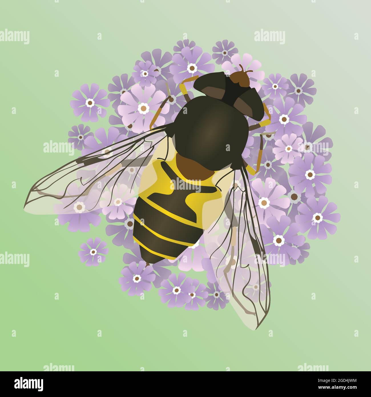 Eine Vektordarstellung einer gewöhnlichen Drohnenfliege oder eines eristalis tenax auf einer violetten Blume. Der Hintergrund ist ein sanfter grüner Farbverlauf. Stock Vektor