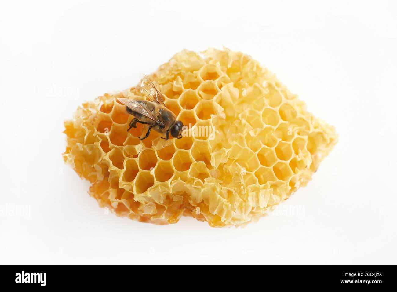 Nationaler Honigbienentag. Rahmen mit Bienenkrabbeln auf Wabe. Stockfoto