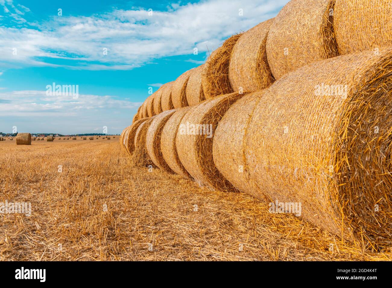 Ein Feld mit Strohballen nach der Ernte auf dem Hintergrund des Himmels. Stockfoto