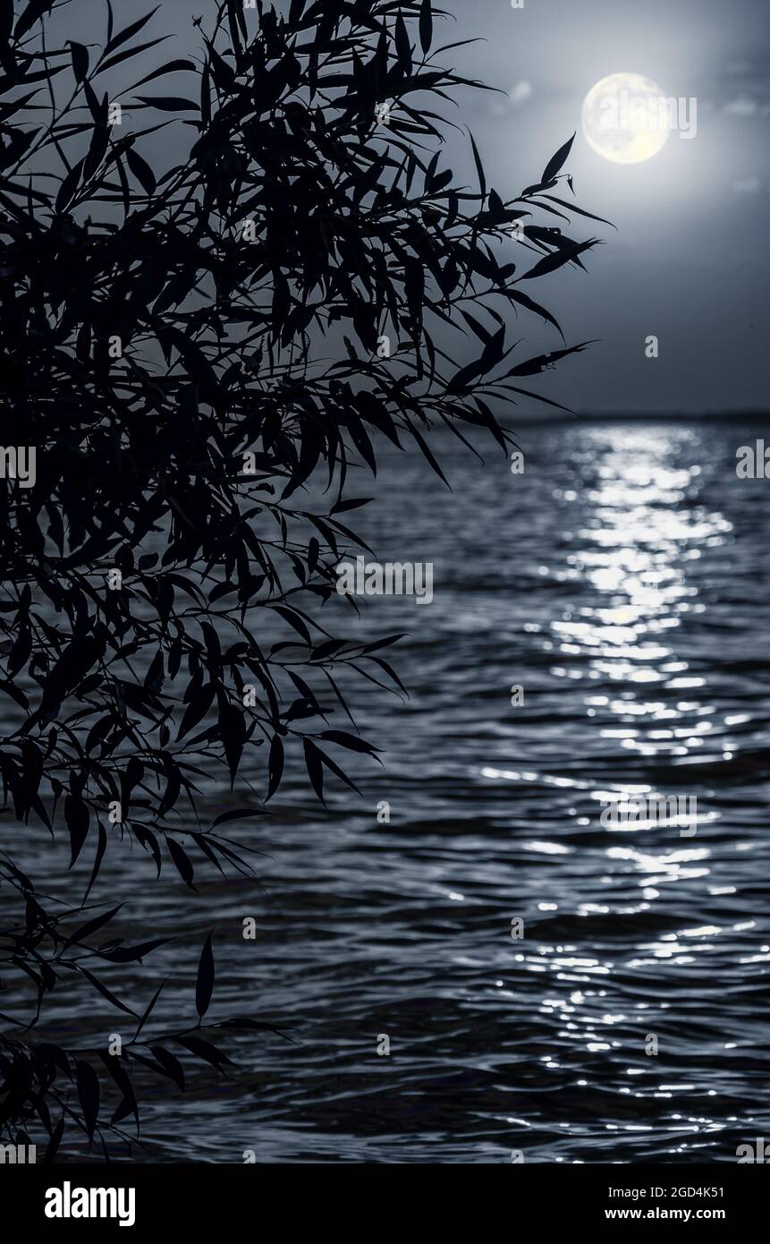 Vollmond, Mondpfad über Meer oder Fluss mit Baumsilhouette. Nacht Mondlicht Hintergrund Stockfoto