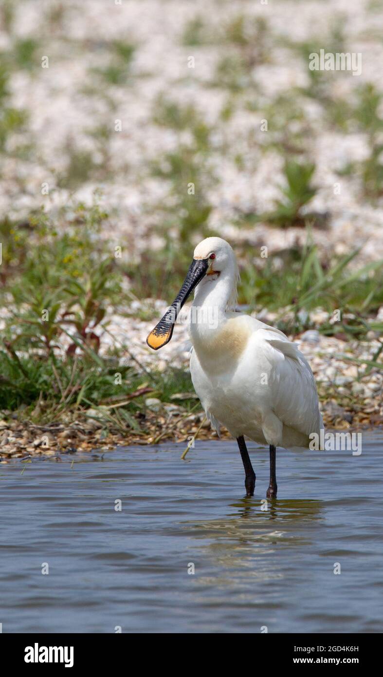 Eurasischer Löffler (Platalea leucorodia) Erwachsener im Wasser Stockfoto