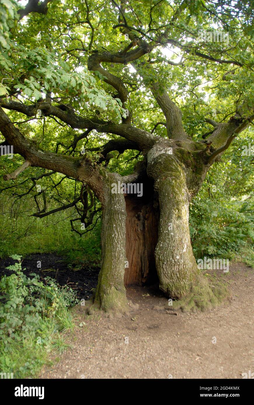 Großer alter Baum mit hohlem Stamm, Norfolk, England Stockfoto