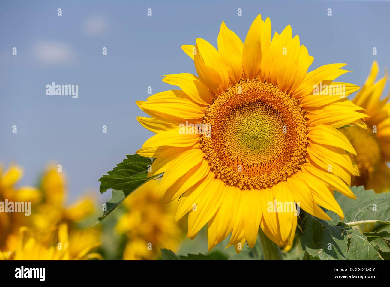 Eine perfekte Sonnenblume auf dem Feld, Nahaufnahme. Platz auf der linken Seite kopieren. Sommerzeit. Stockfoto