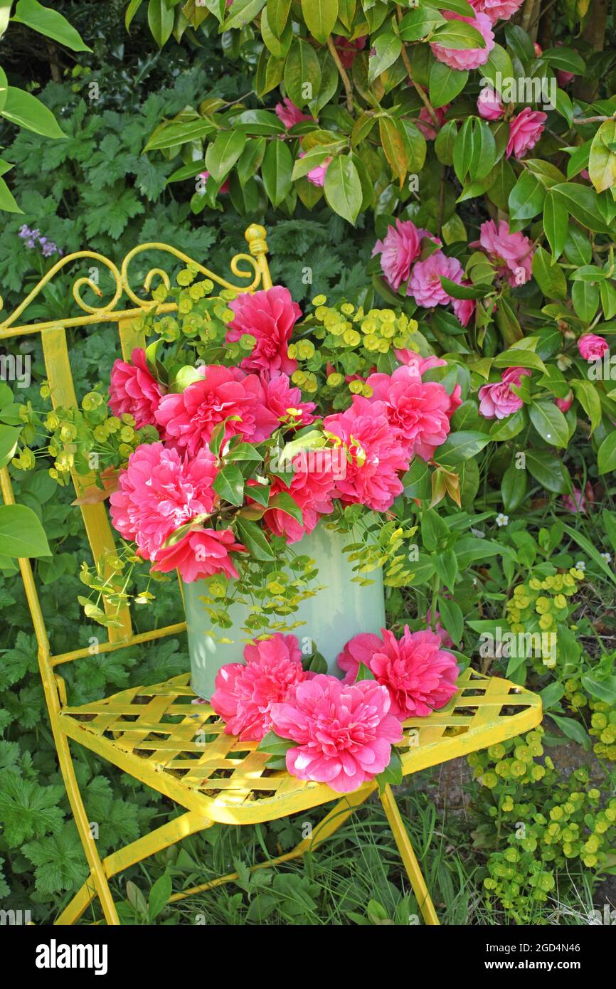 botanik, Kamelien in einem Metallbehälter auf einem Gartenstuhl vor Kamelienbusch im Garten, ZUSÄTZLICHE-RIGHTS-CLEARANCE-INFO-NOT-AVAILABLE Stockfoto