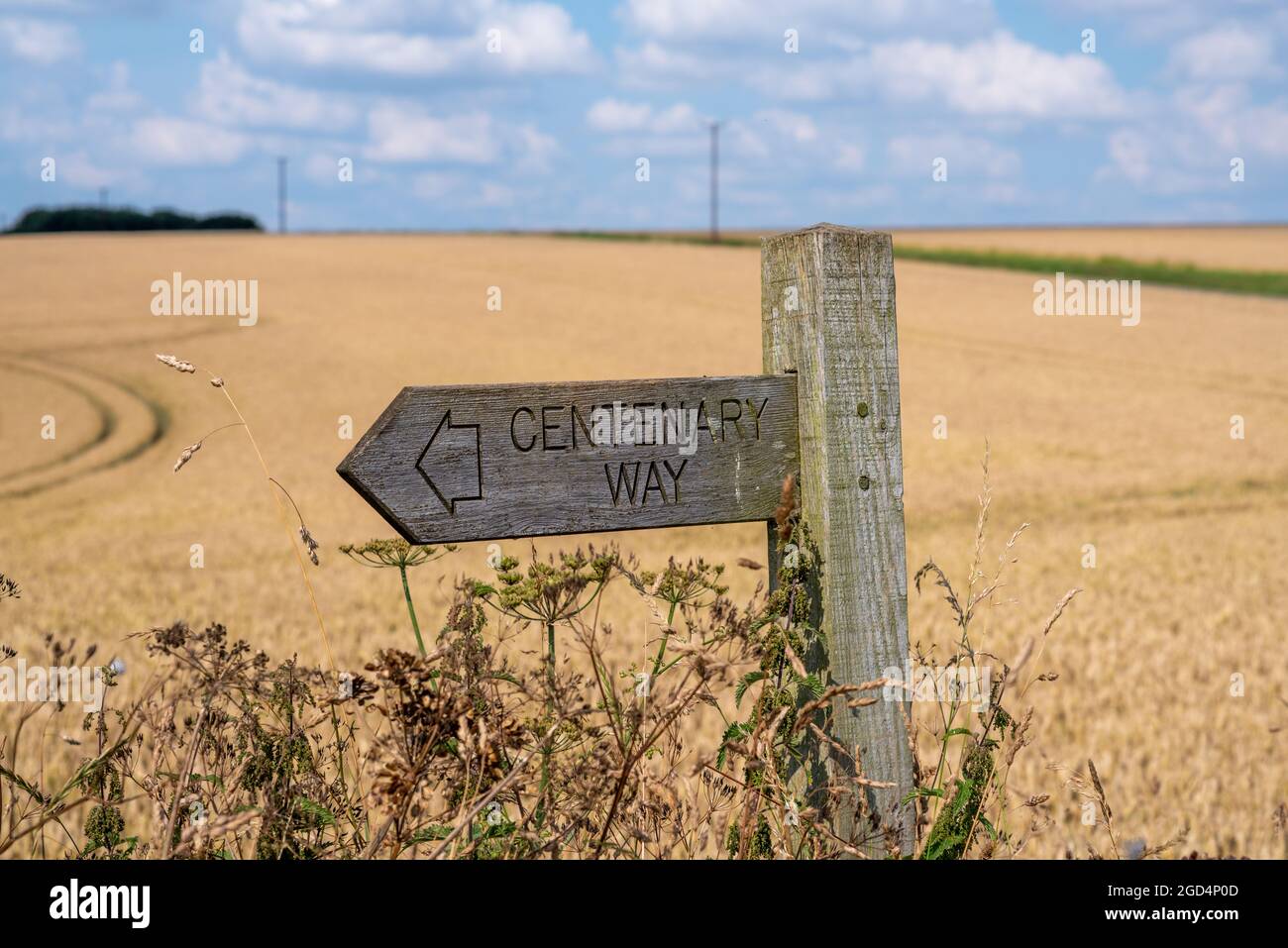 Holzschild für Centenary Way Fußweg in Nahaufnahme an einem sonnigen Tag mit Weizenfeld Hintergrund Stockfoto