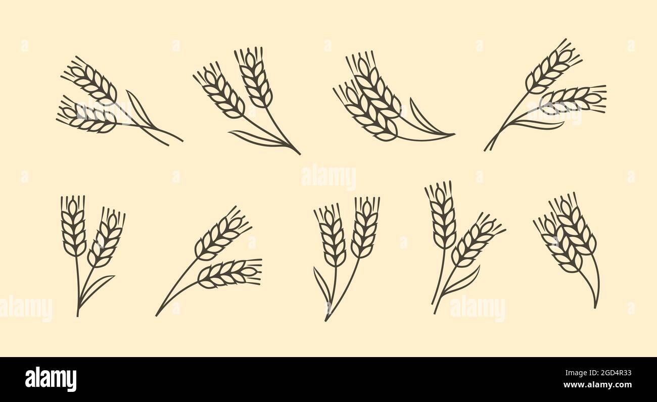 Symbole für Ähren von Weizen, Gerste oder Roggen. Lebensmittelkonzept. Vektorgrafik Stock Vektor