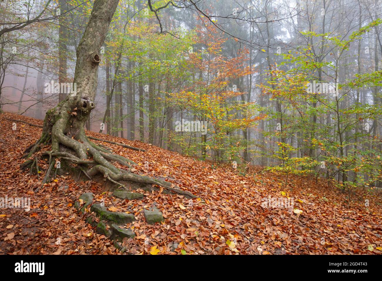 Geographie / Reisen, Deutschland, Sachsen, Elbsandsteingebirge, Nationalpark Sächsische Schweiz, ZUSÄTZLICHE-RIGHTS-CLEARANCE-INFO-NOT-AVAILABLE Stockfoto