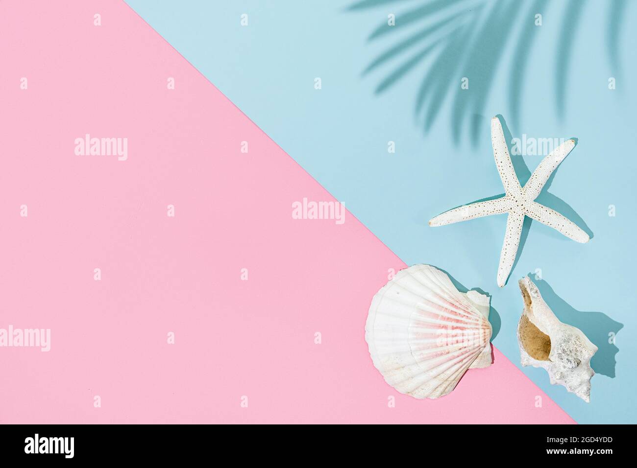 Sommerkonzept mit Seesternen und Muscheln auf rosa und blauem Hintergrund, Draufsicht Stockfoto
