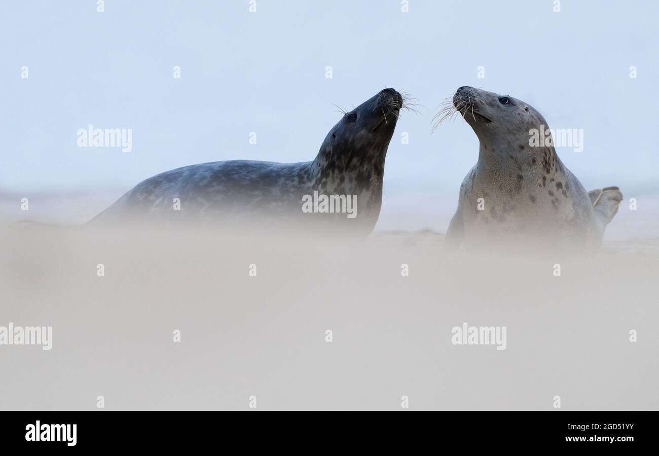 Ein Paar Graue Siegel (Halichoerus grypus), Norfolk Stockfoto