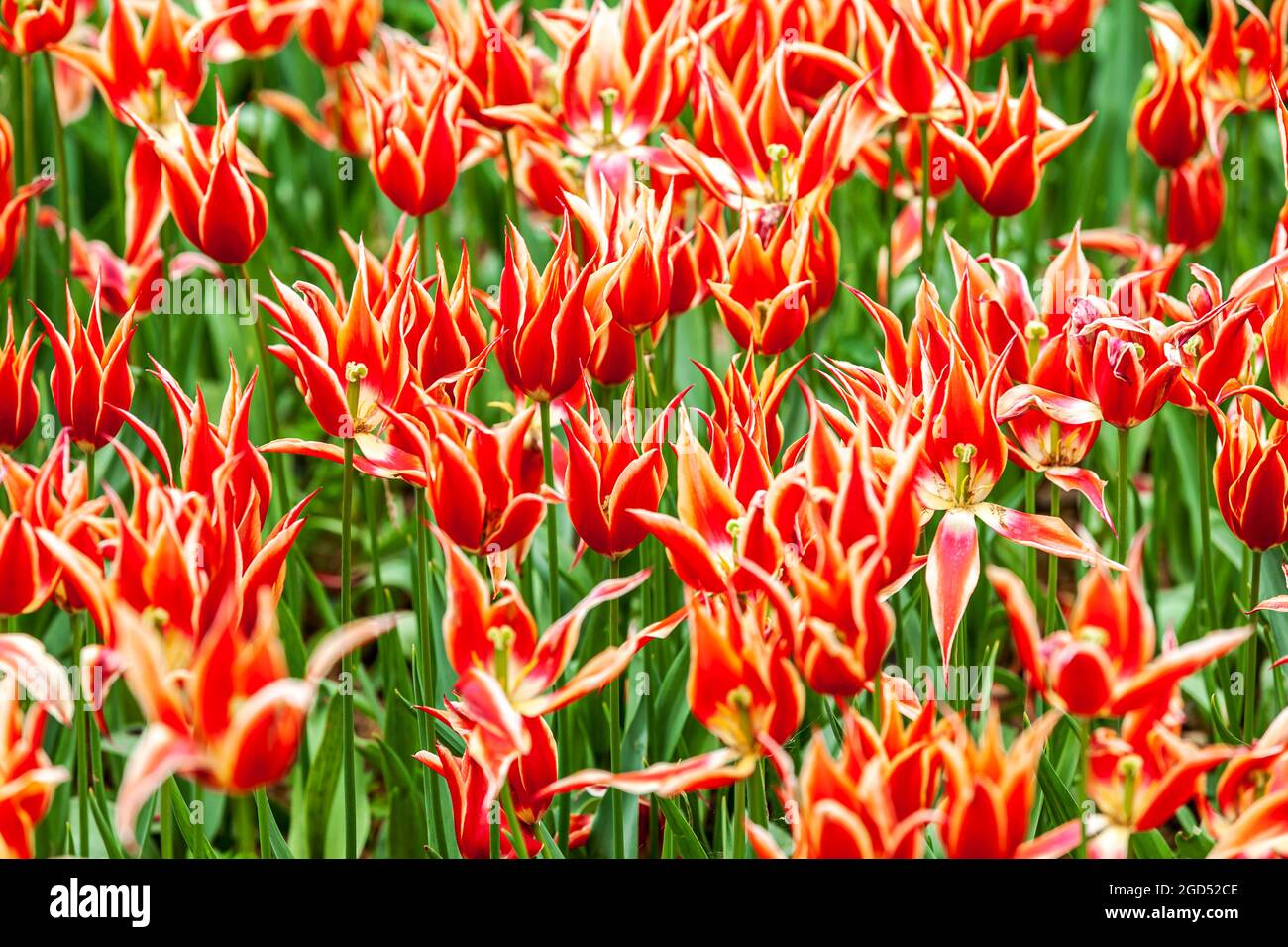 Ottomanische Tulpen. Wunderschöne bunte rote Blumen, lebhafter floraler Hintergrund, Blumenfelder in Istanbul - Gulhane Park Stockfoto