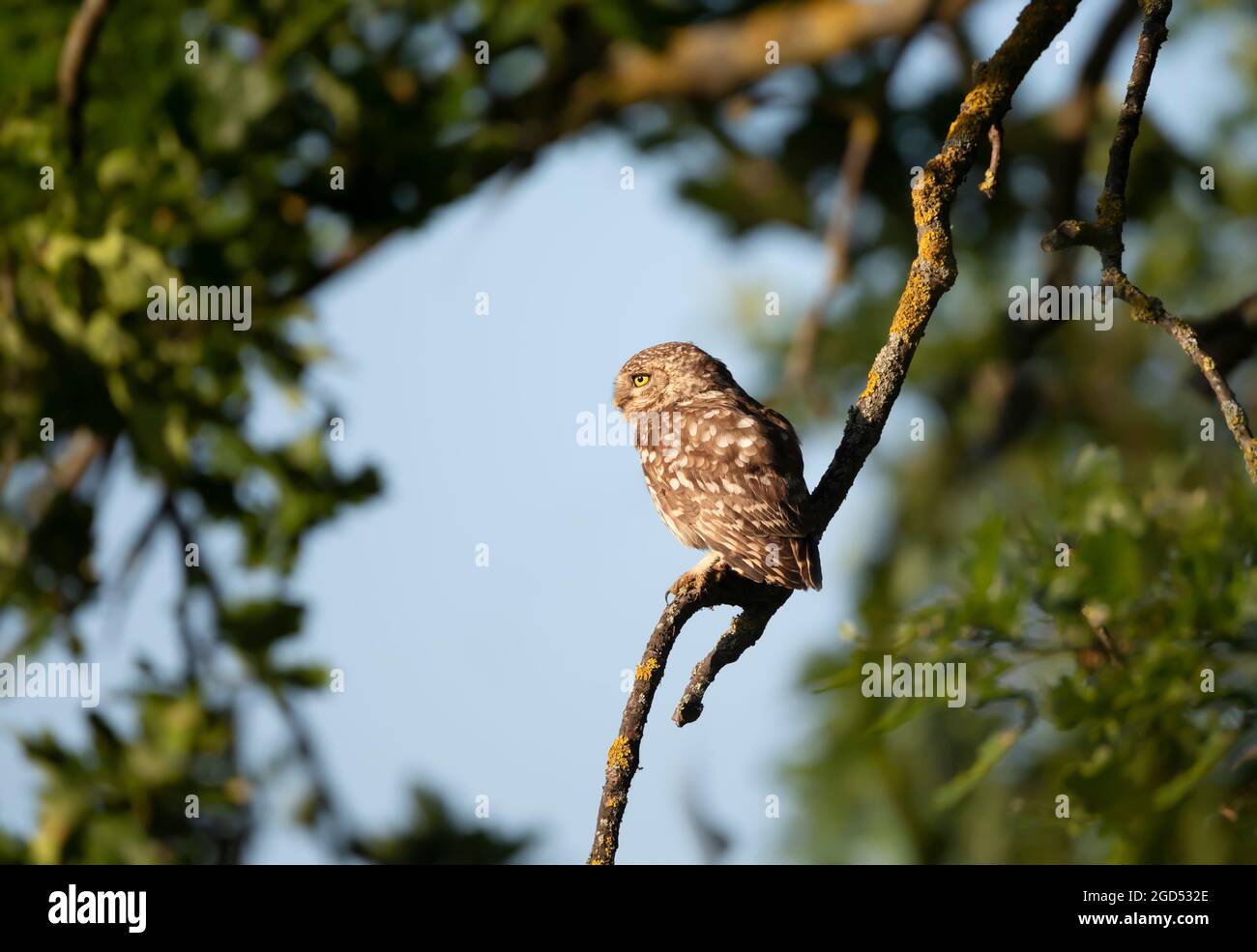 Nahaufnahme einer kleinen Eule (Athene noctua), die im Sommer auf einem Baumzweig thront, Vereinigtes Königreich. Stockfoto