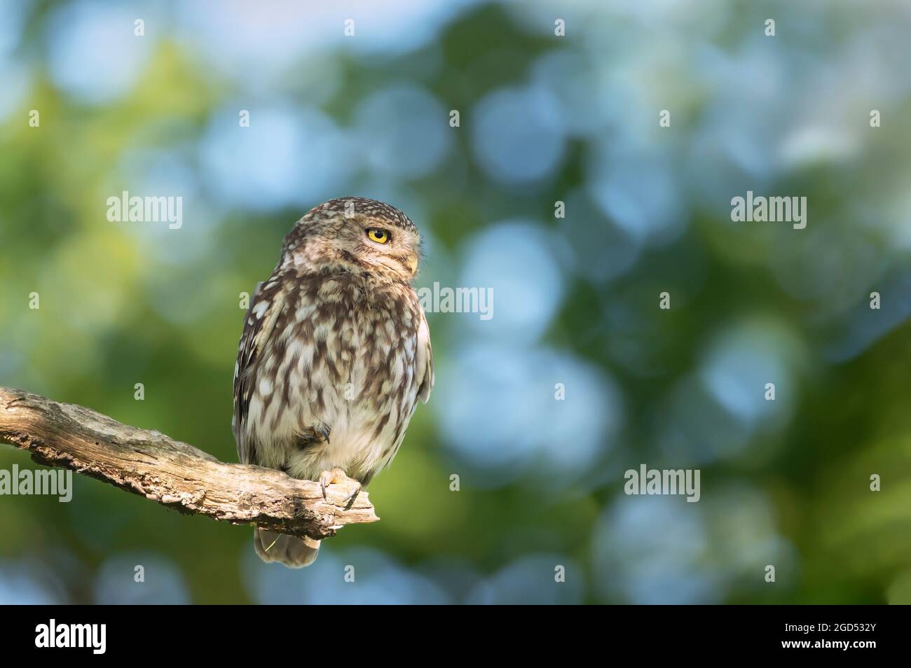 Nahaufnahme einer kleinen Eule (Athene noctua), die auf einem Baumzweig thront, Herbst in Großbritannien. Stockfoto