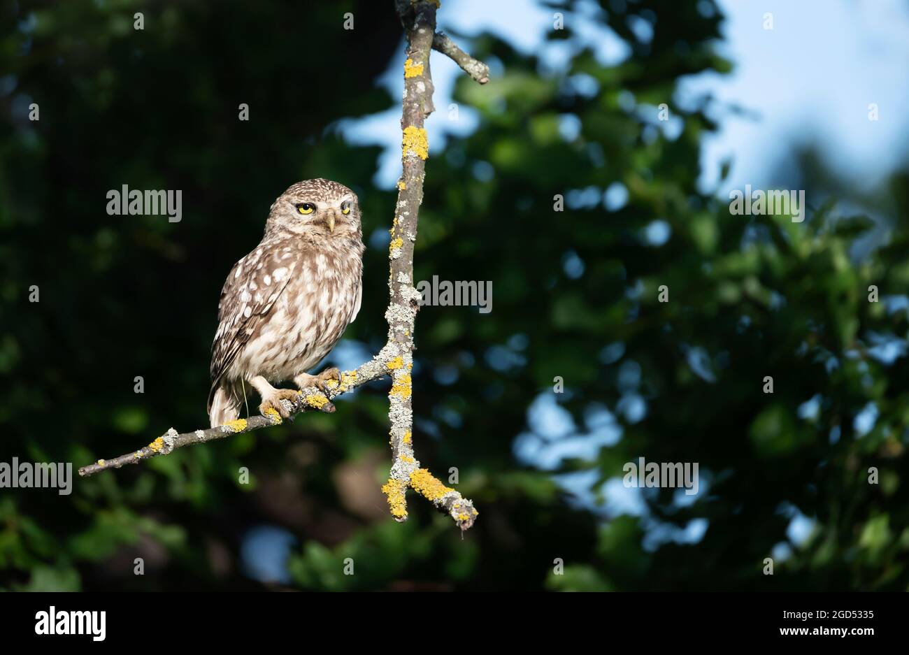 Nahaufnahme einer kleinen Eule (Athene noctua), die im Sommer auf einem Baumzweig thront, Vereinigtes Königreich. Stockfoto