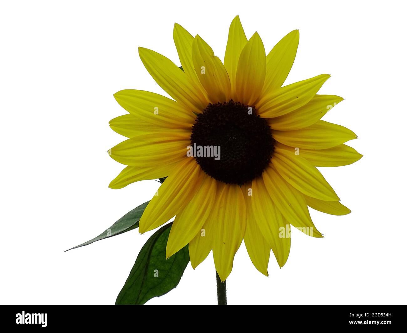 Eine gelbe Sonnenblume isoliert auf weißem Hintergrund Stockfoto